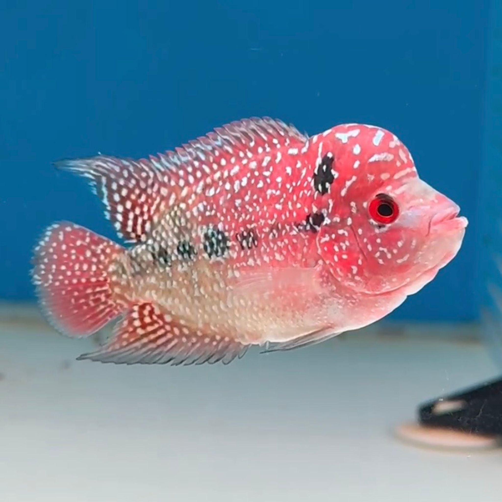 🇻🇳 Vietnam Red Kamfa