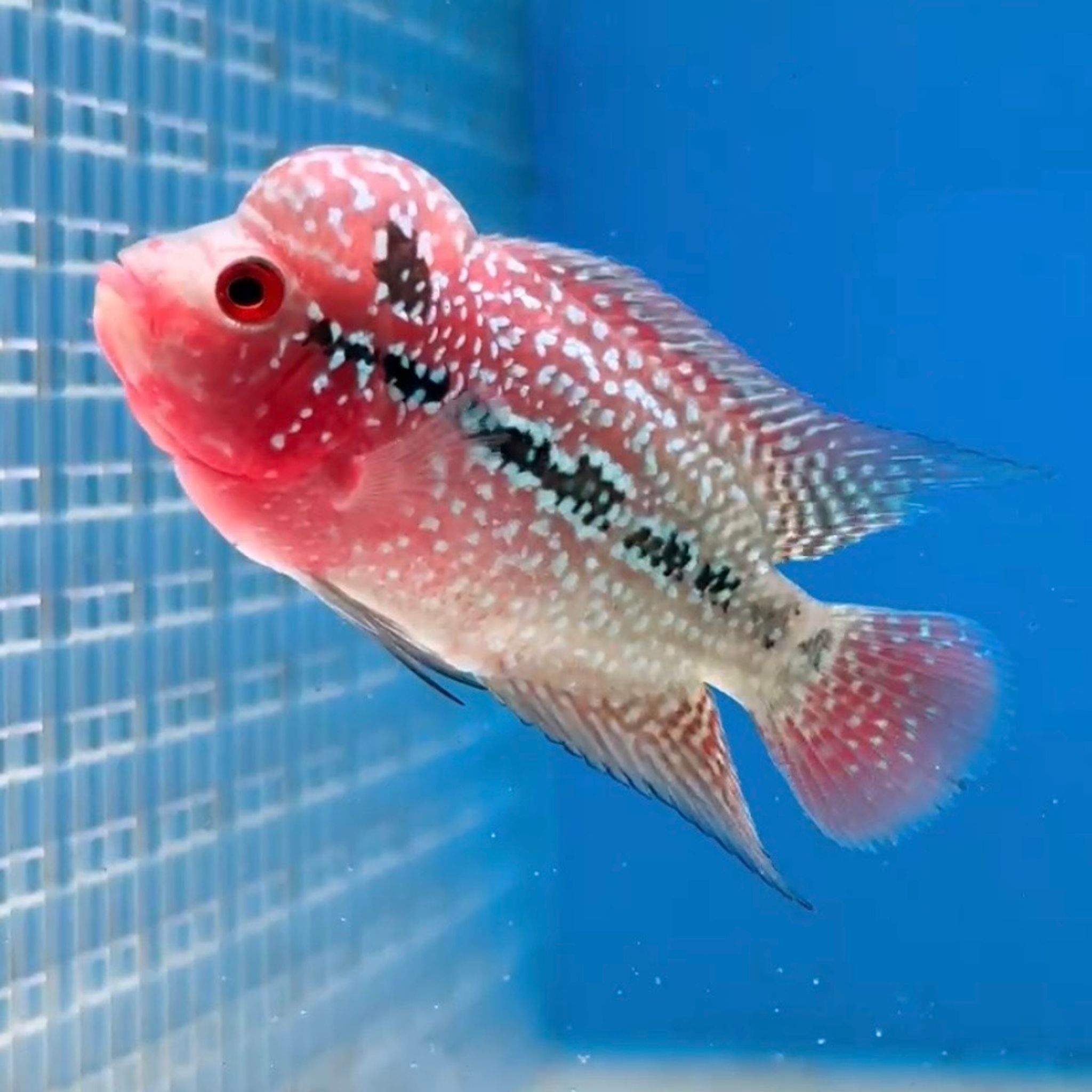 🇻🇳 Vietnam Red Kamfa