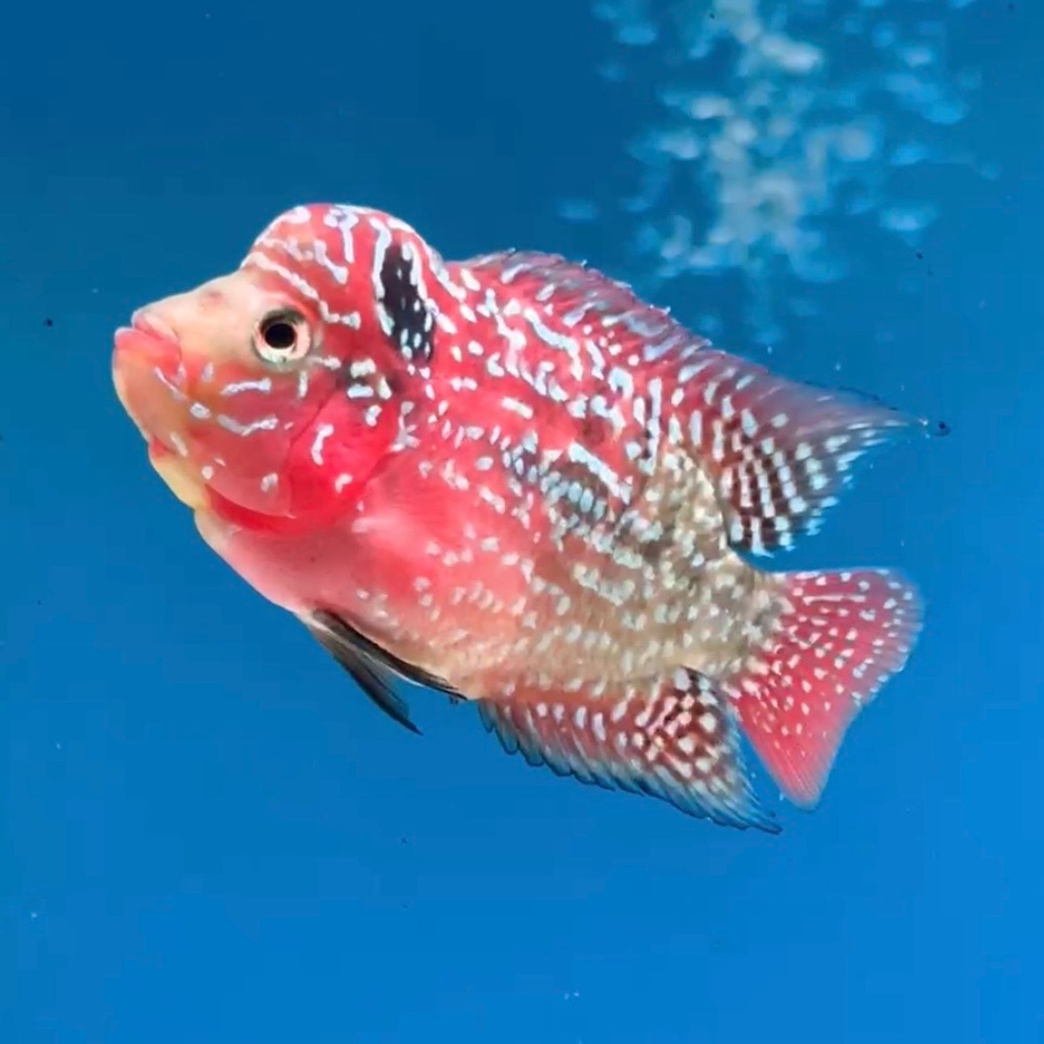 🇻🇳 Vietnam Red Kamfa