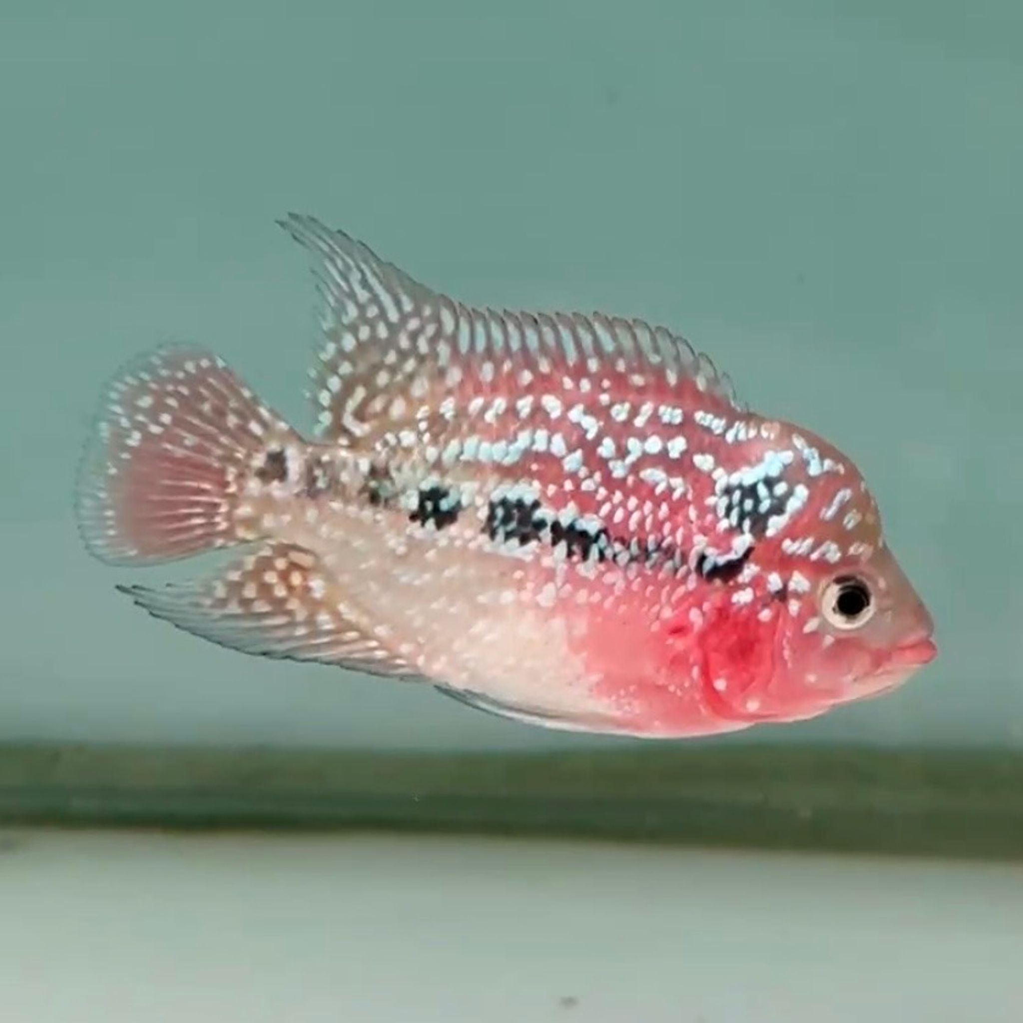 🇻🇳 Vietnam Red Kamfa