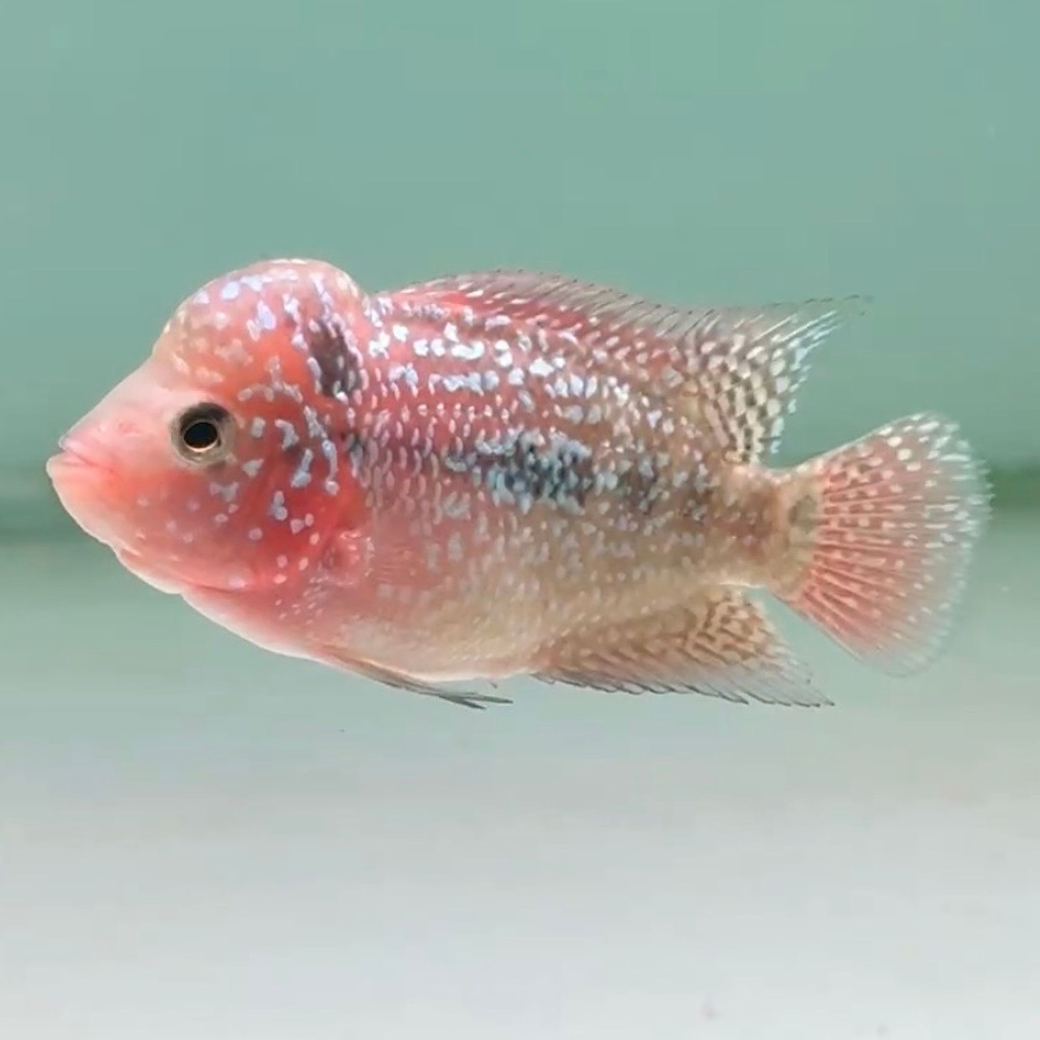 🇻🇳 Vietnam Red Kamfa