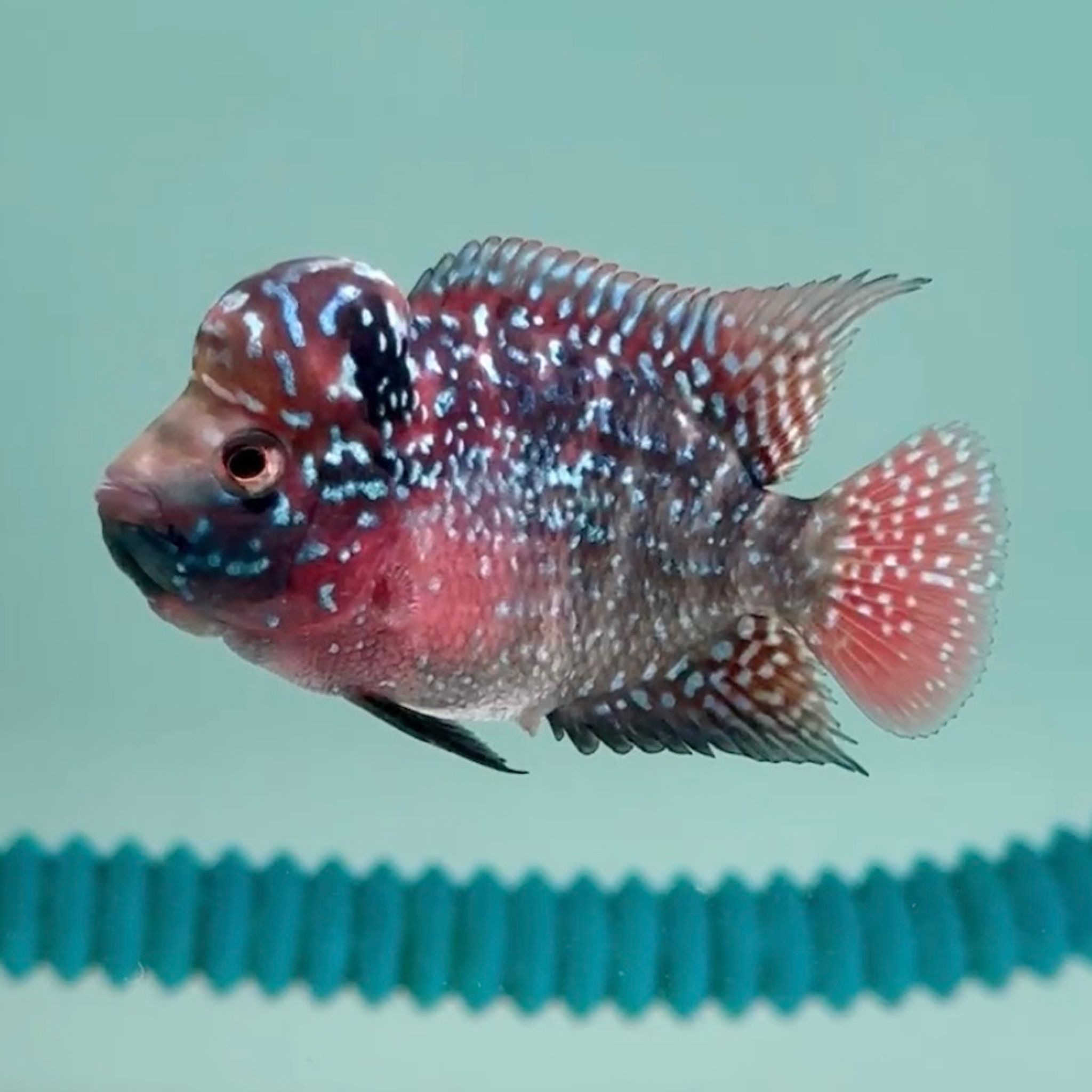 🇻🇳 Vietnam Red Kamfa