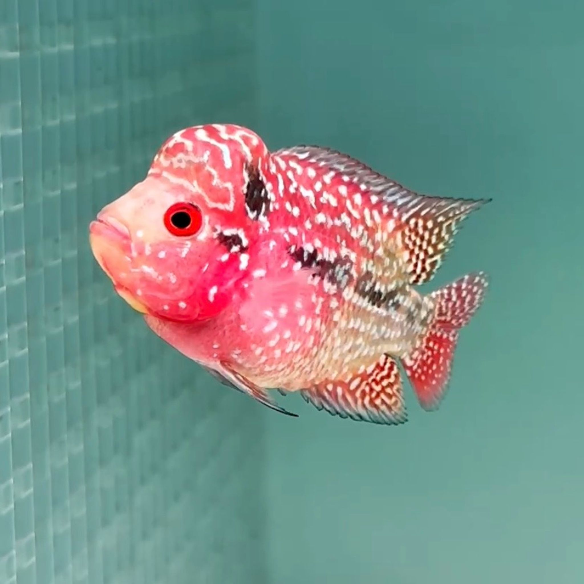 🇻🇳 Vietnam Red Kamfa