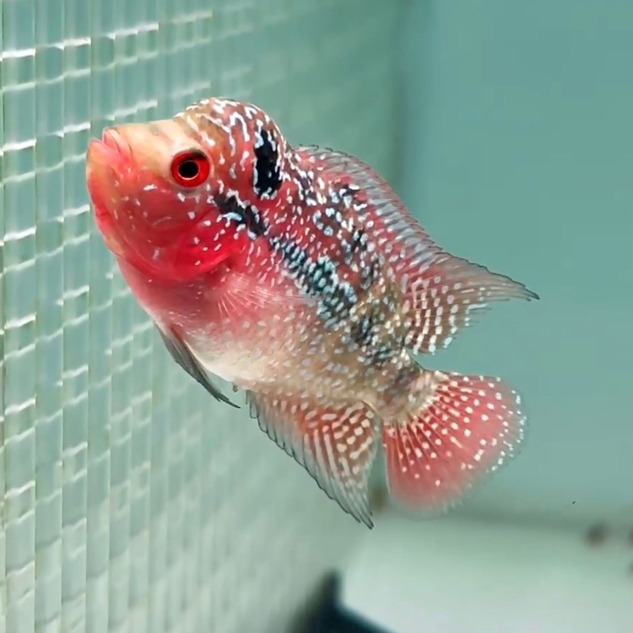 🇻🇳 Vietnam Red Kamfa