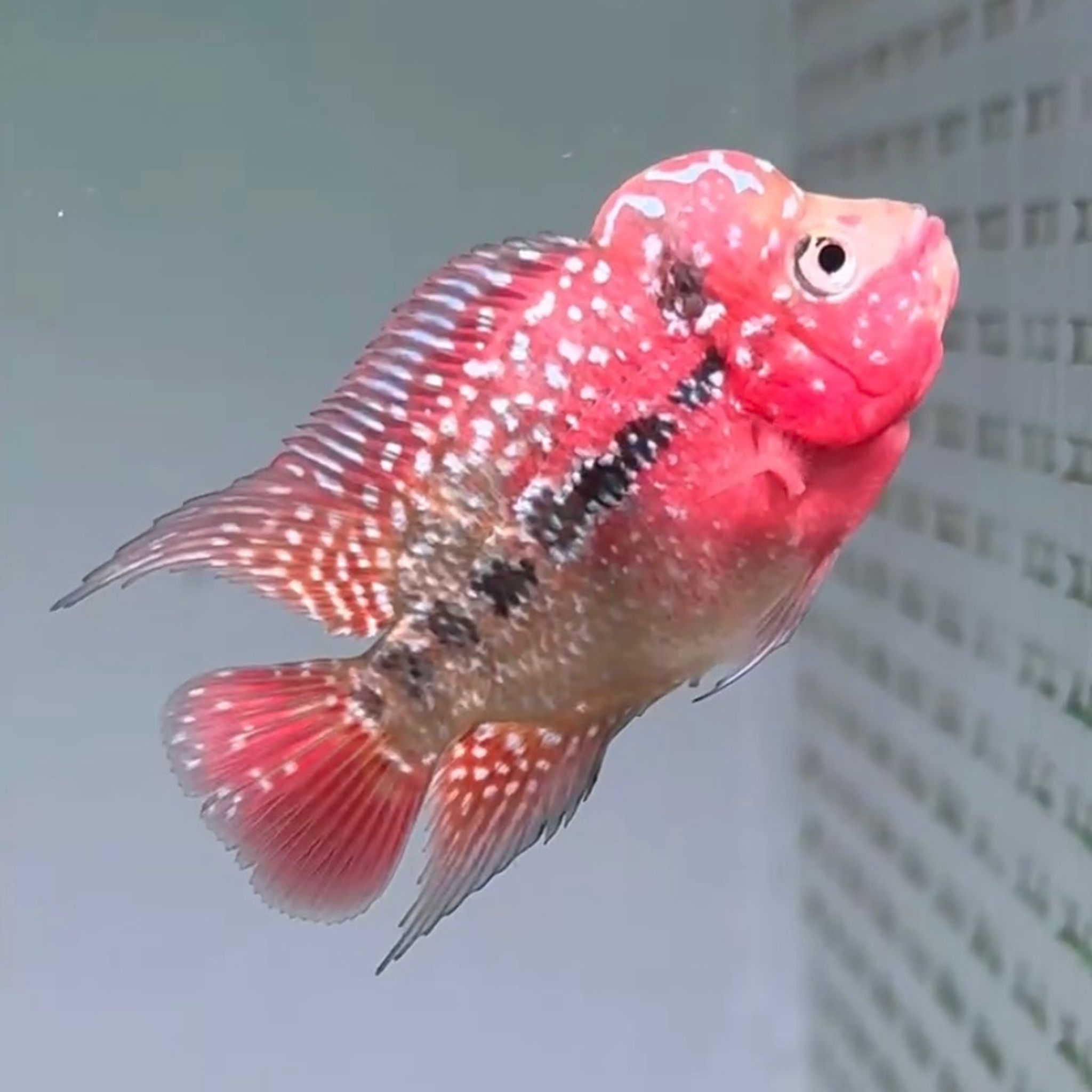 🇻🇳 Vietnam Red Kamfa