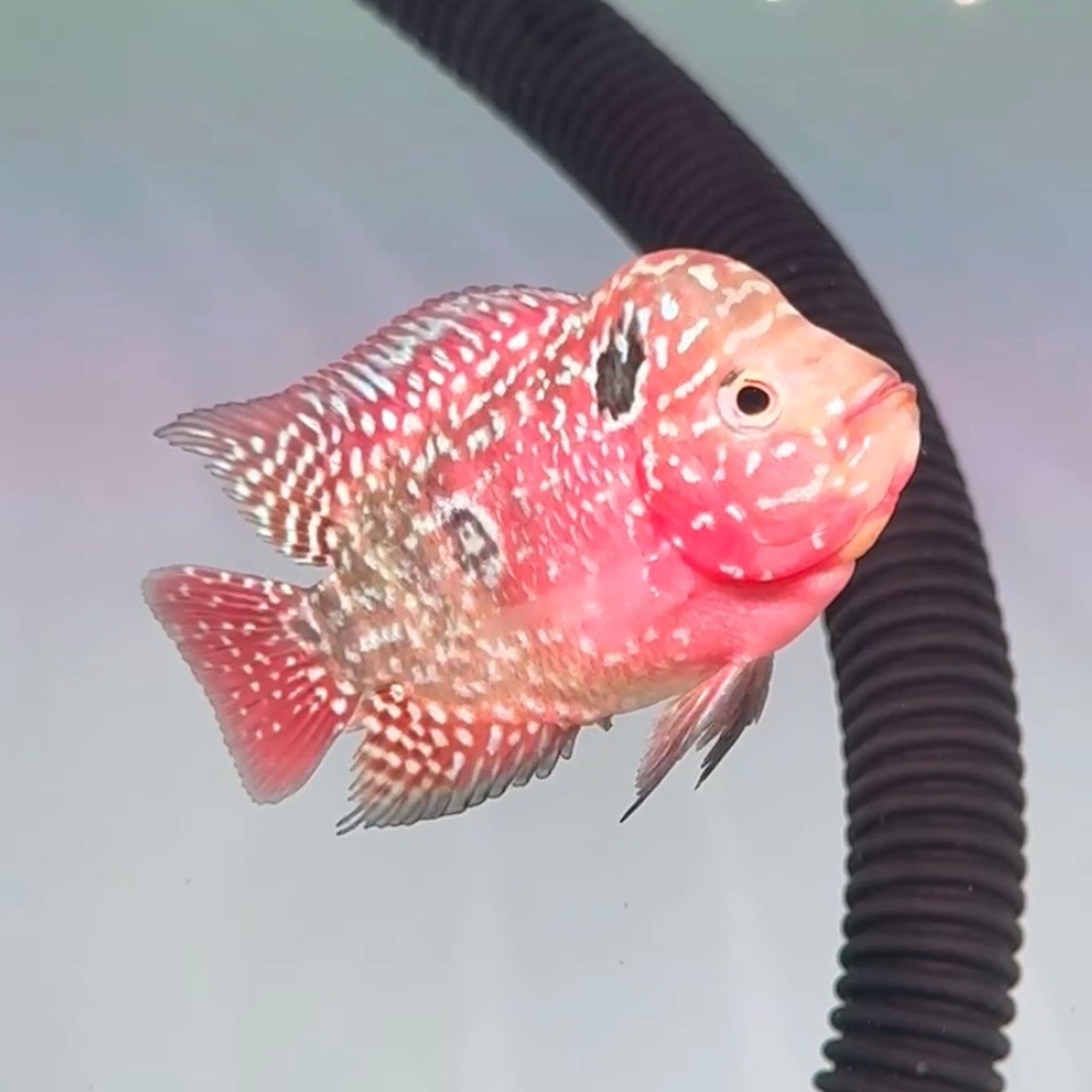 🇻🇳 Vietnam Red Kamfa