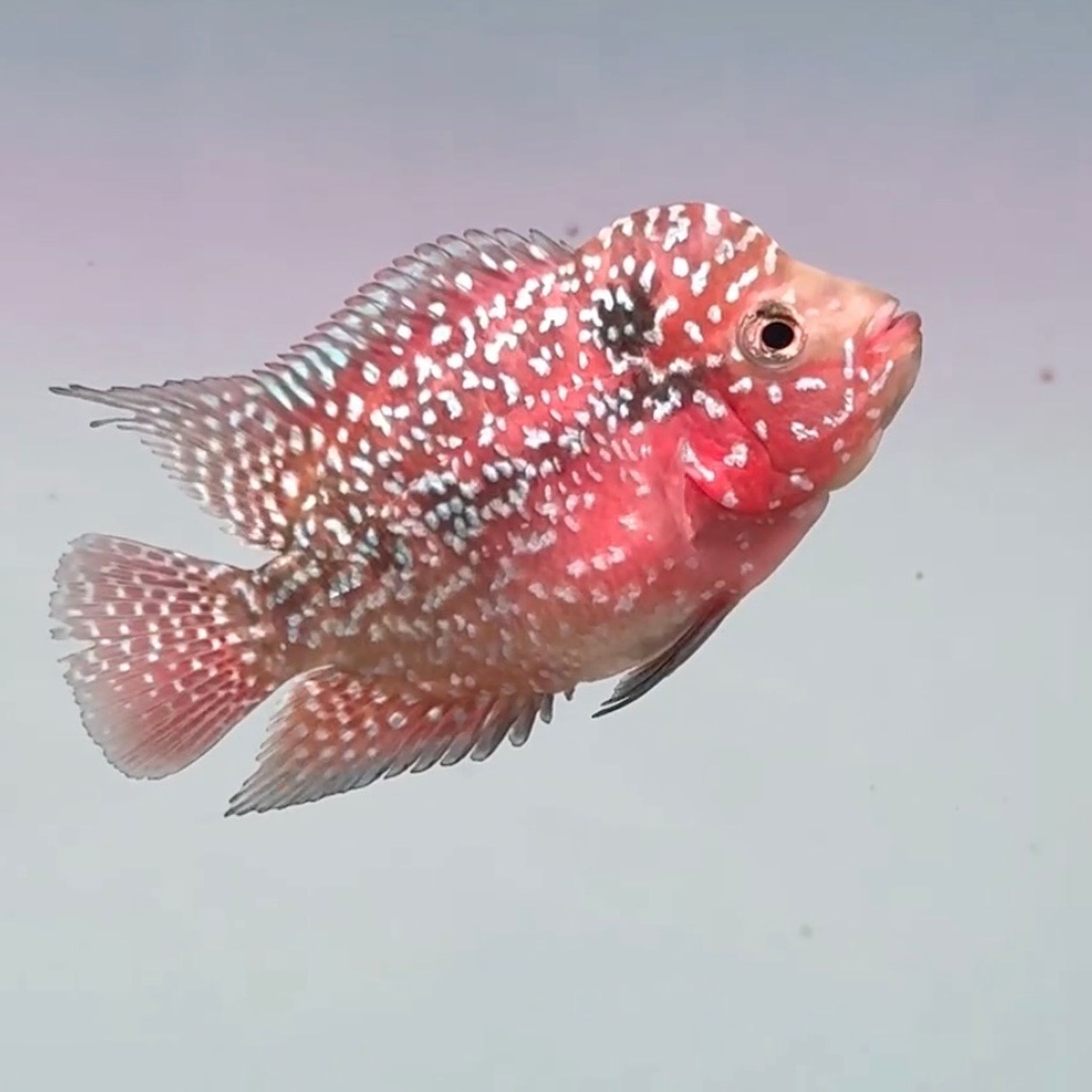 🇻🇳 Vietnam Red Kamfa