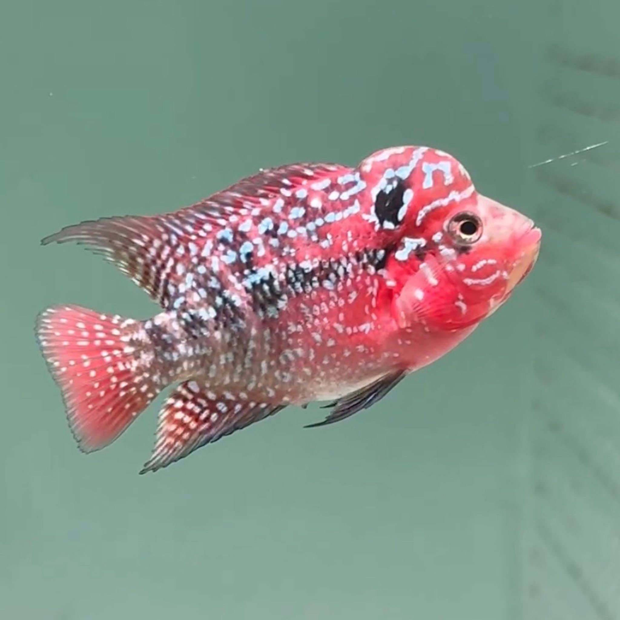 🇻🇳 Vietnam Red Kamfa
