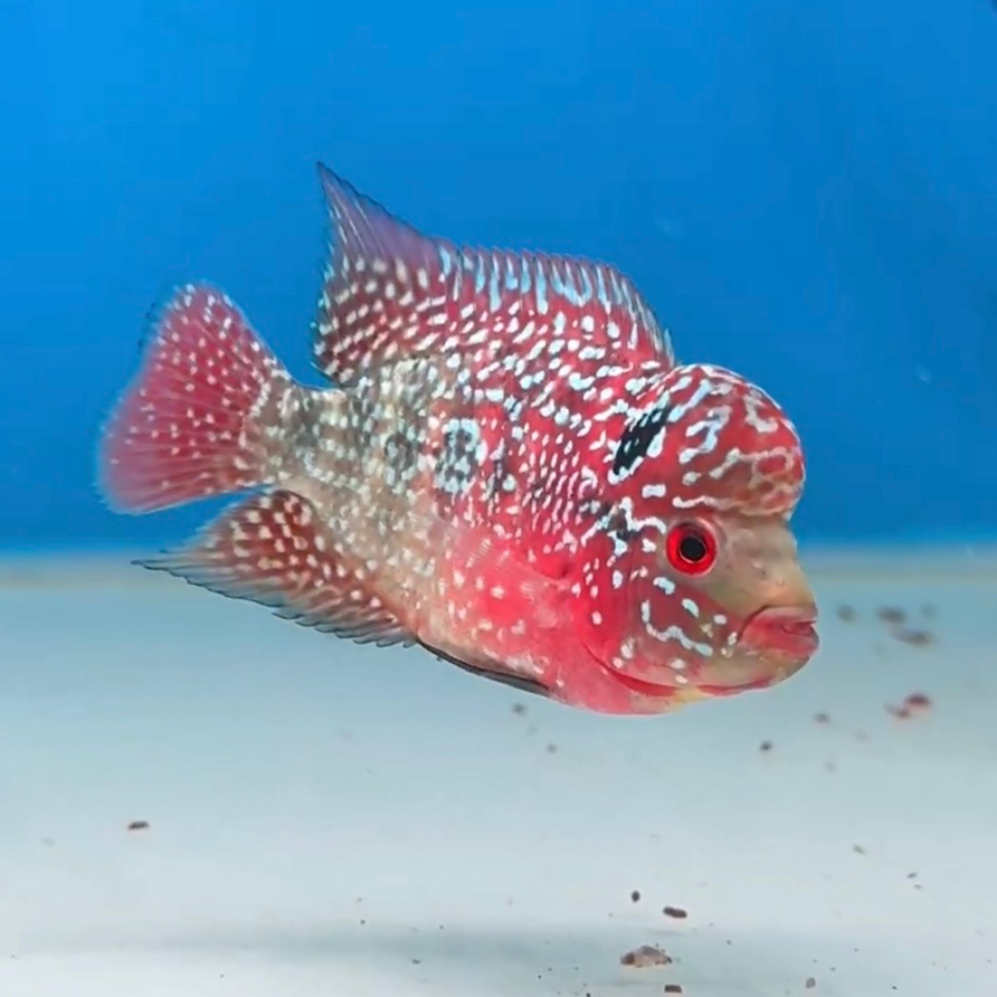 🇻🇳 Vietnam Red Kamfa