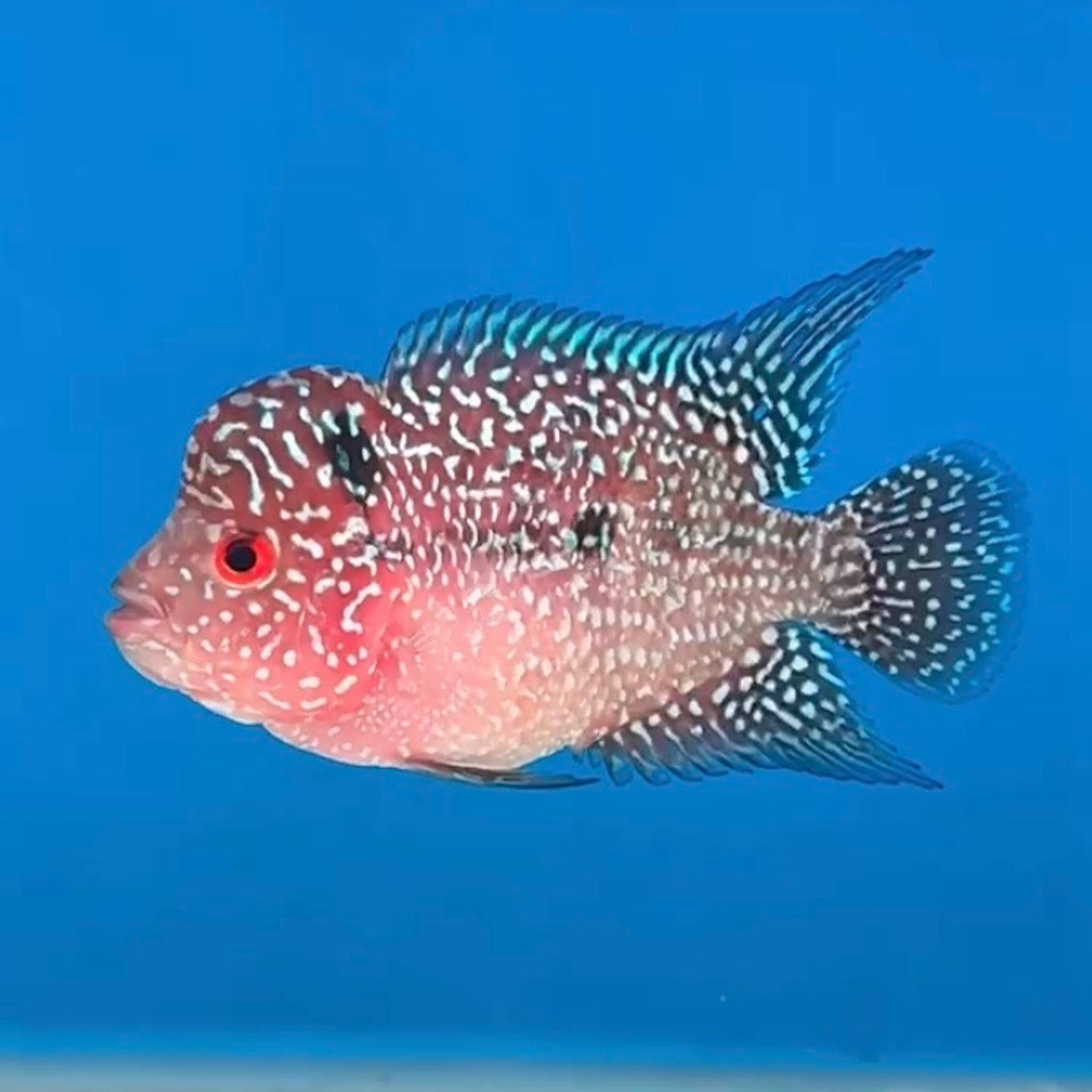 🇻🇳 Vietnam Red Kamfa
