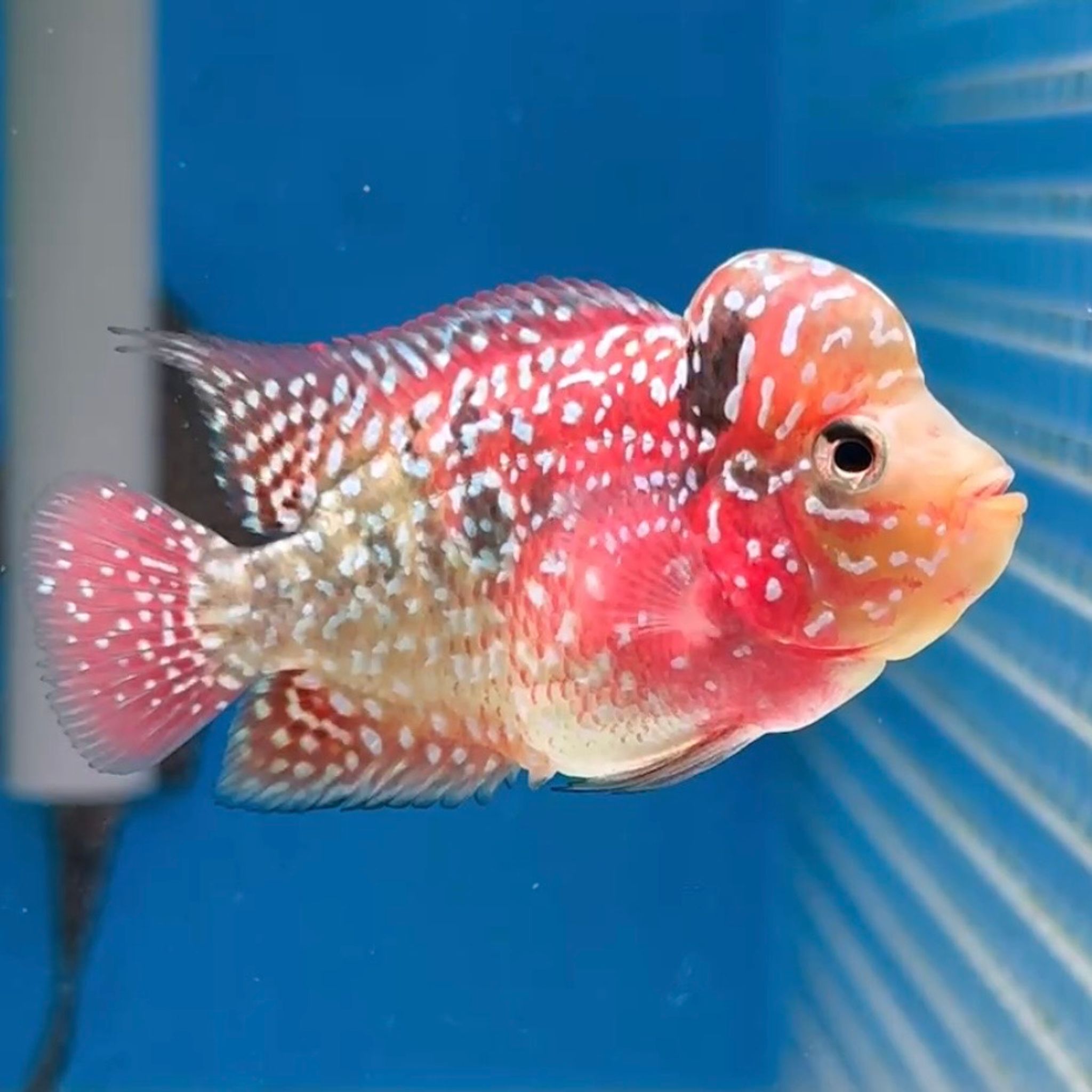 🇻🇳 Vietnam Red Kamfa