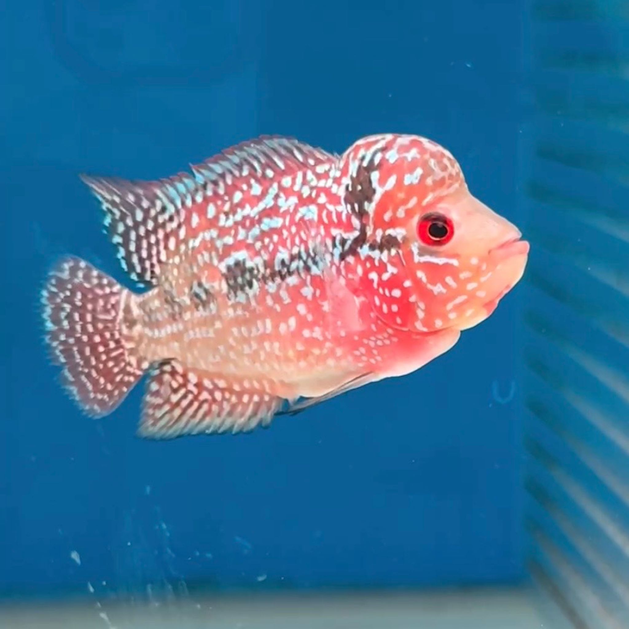 🇻🇳 Vietnam Red Kamfa