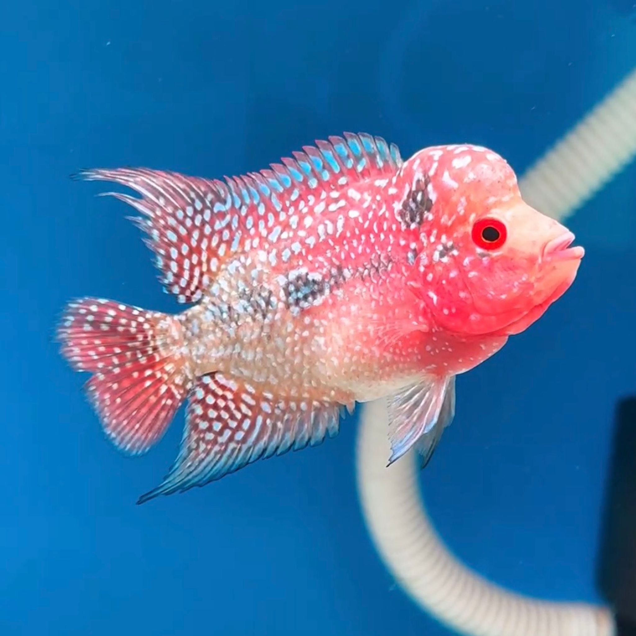 🇻🇳 Vietnam Red Kamfa
