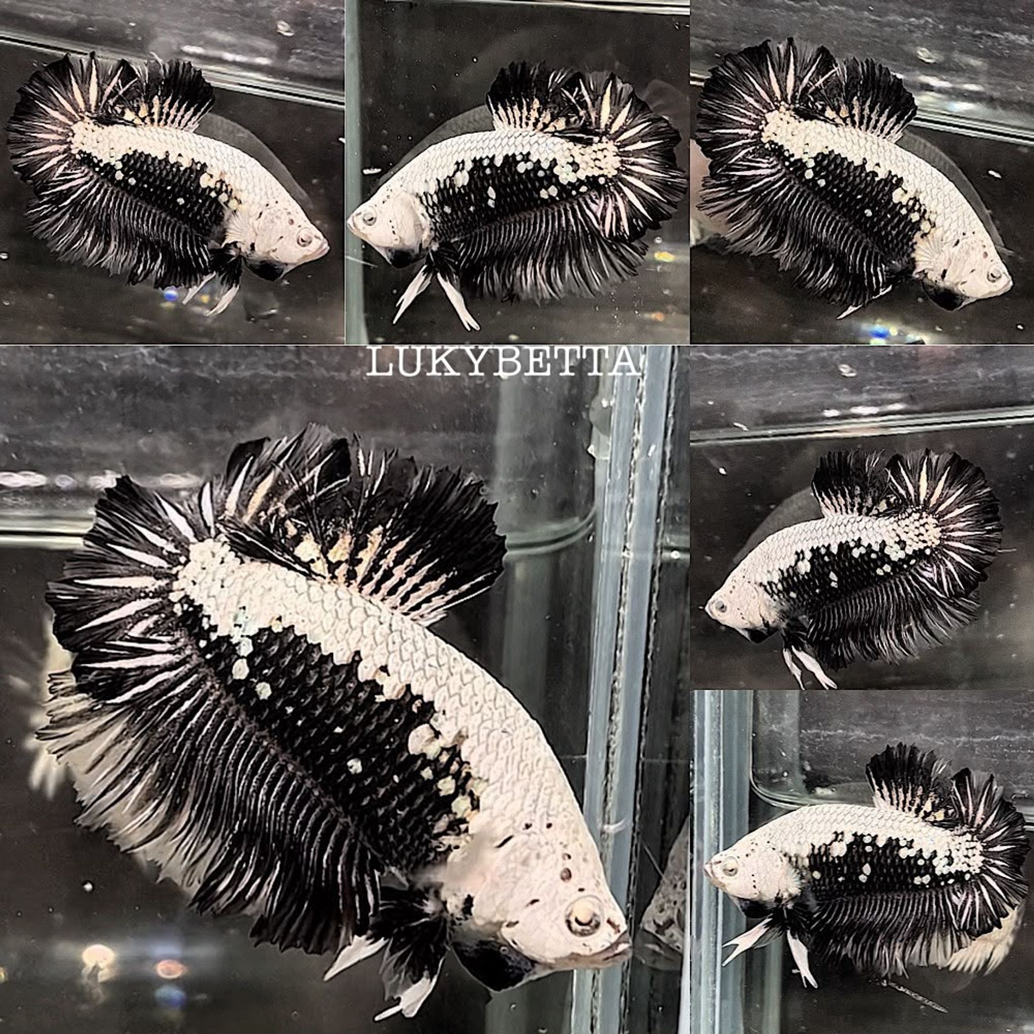 🌑 SAMURAI ROSETAILS 🌑