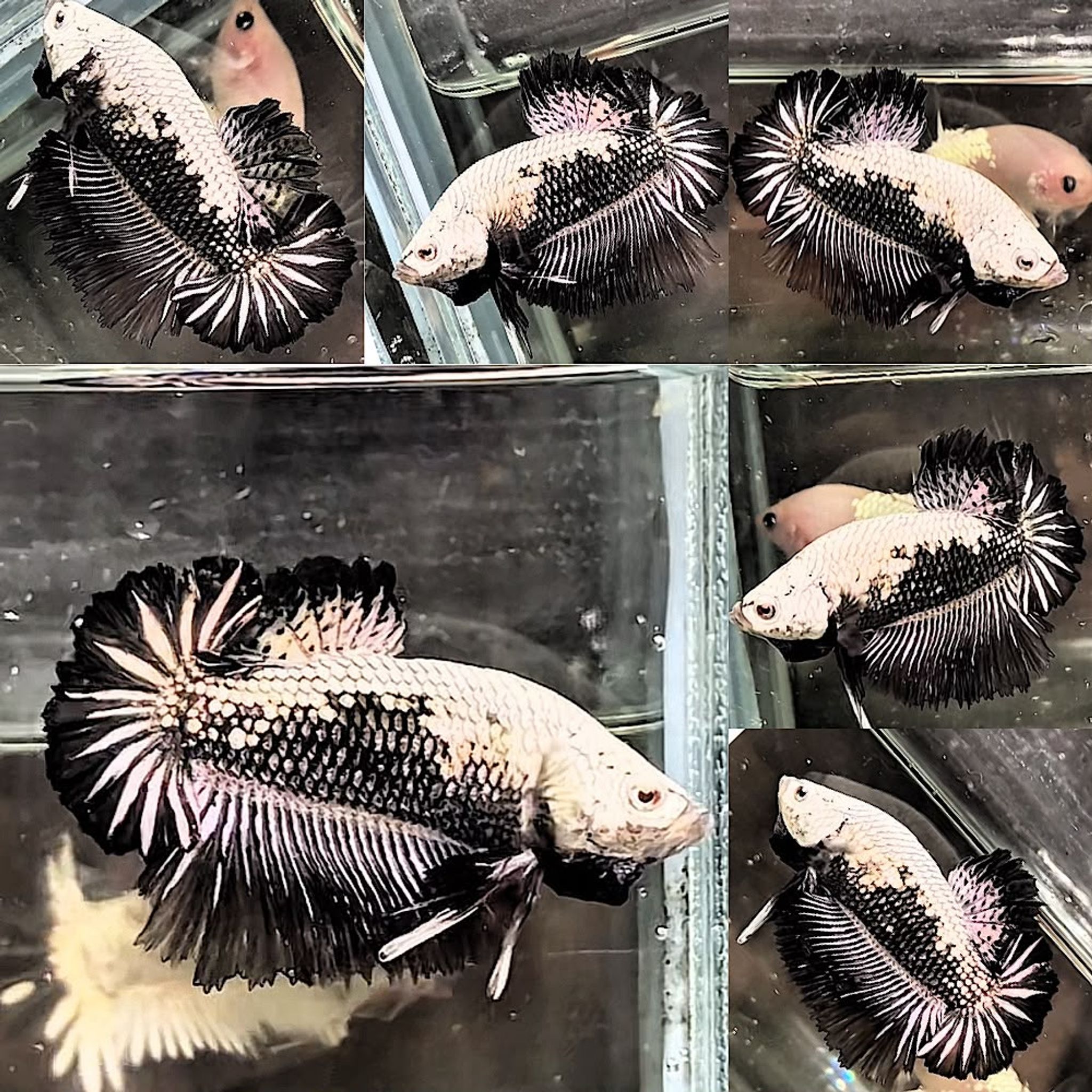 🌑 SAMURAI ROSETAILS 🌑