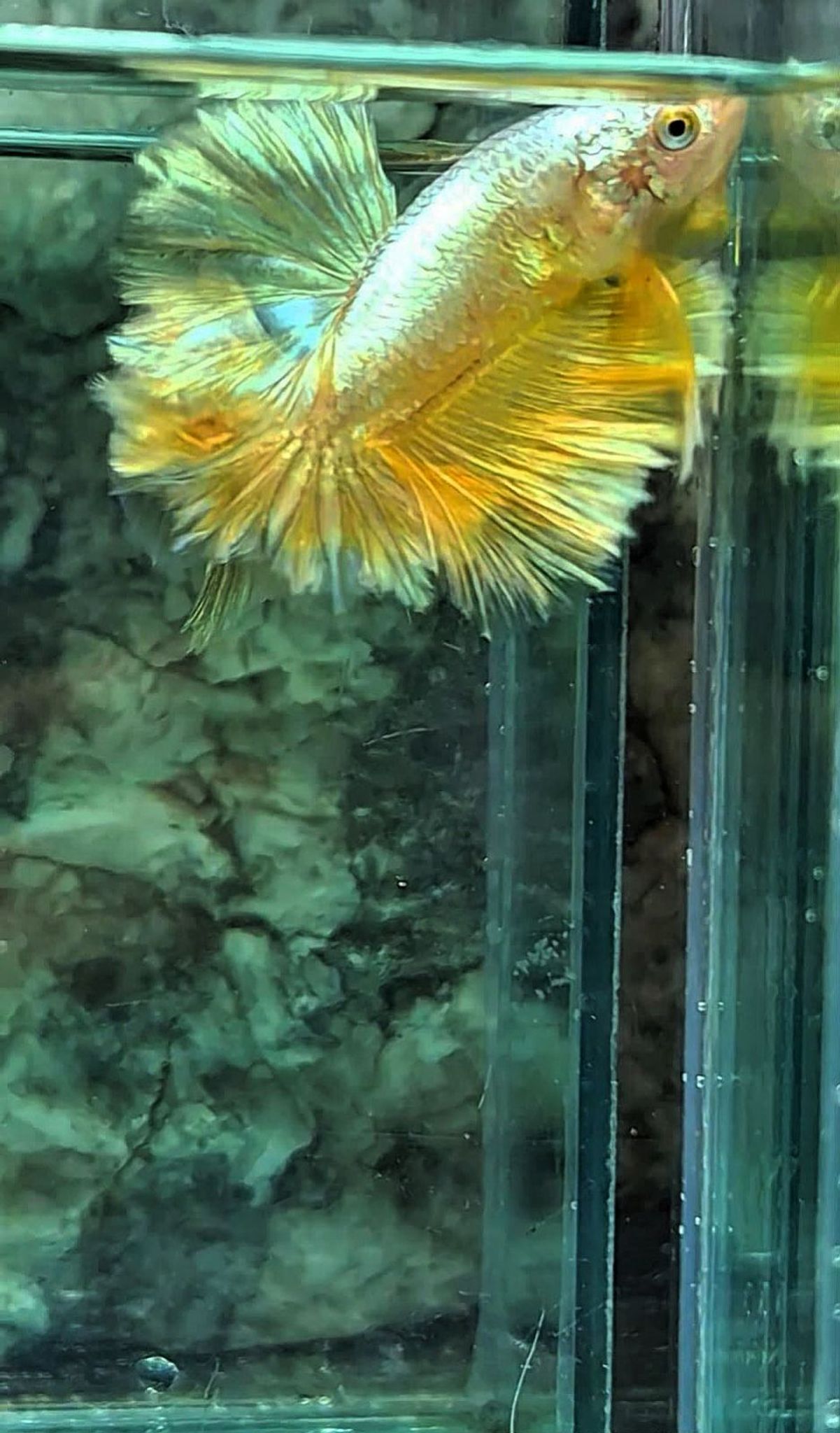 ๐ FEATHERTAIL GOLD 24K๐