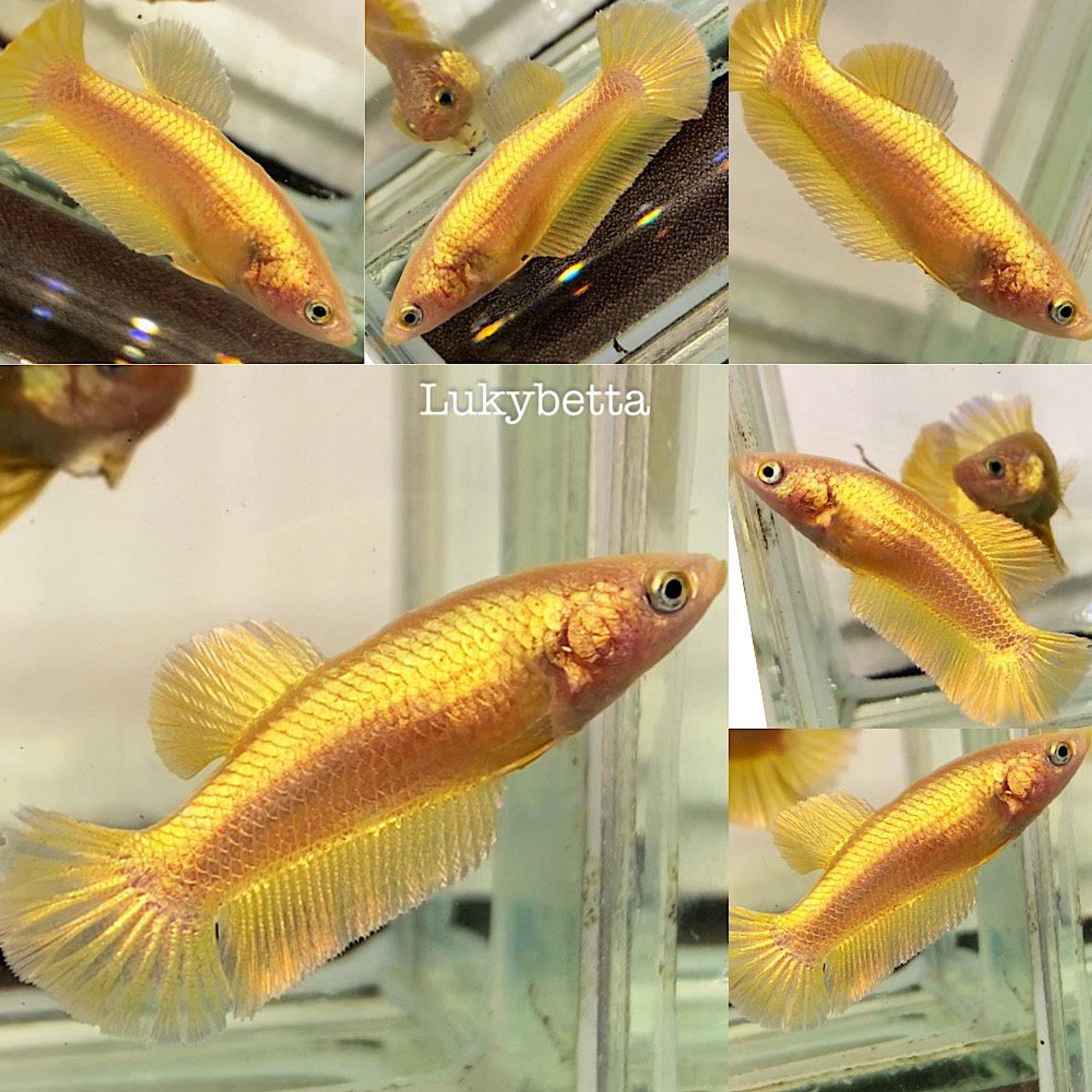 🌟 FEMALE GOLD24K 🌟