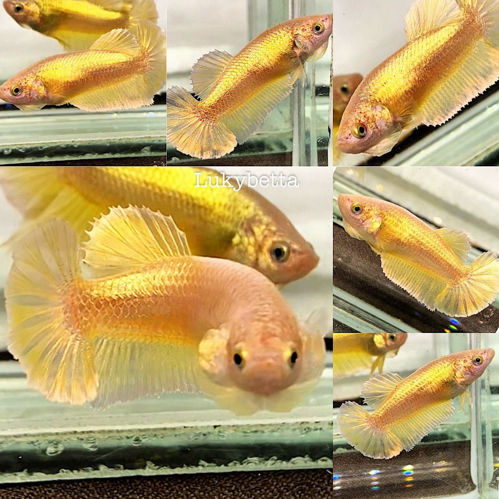 🌟 FEMALE GOLD24K 🌟