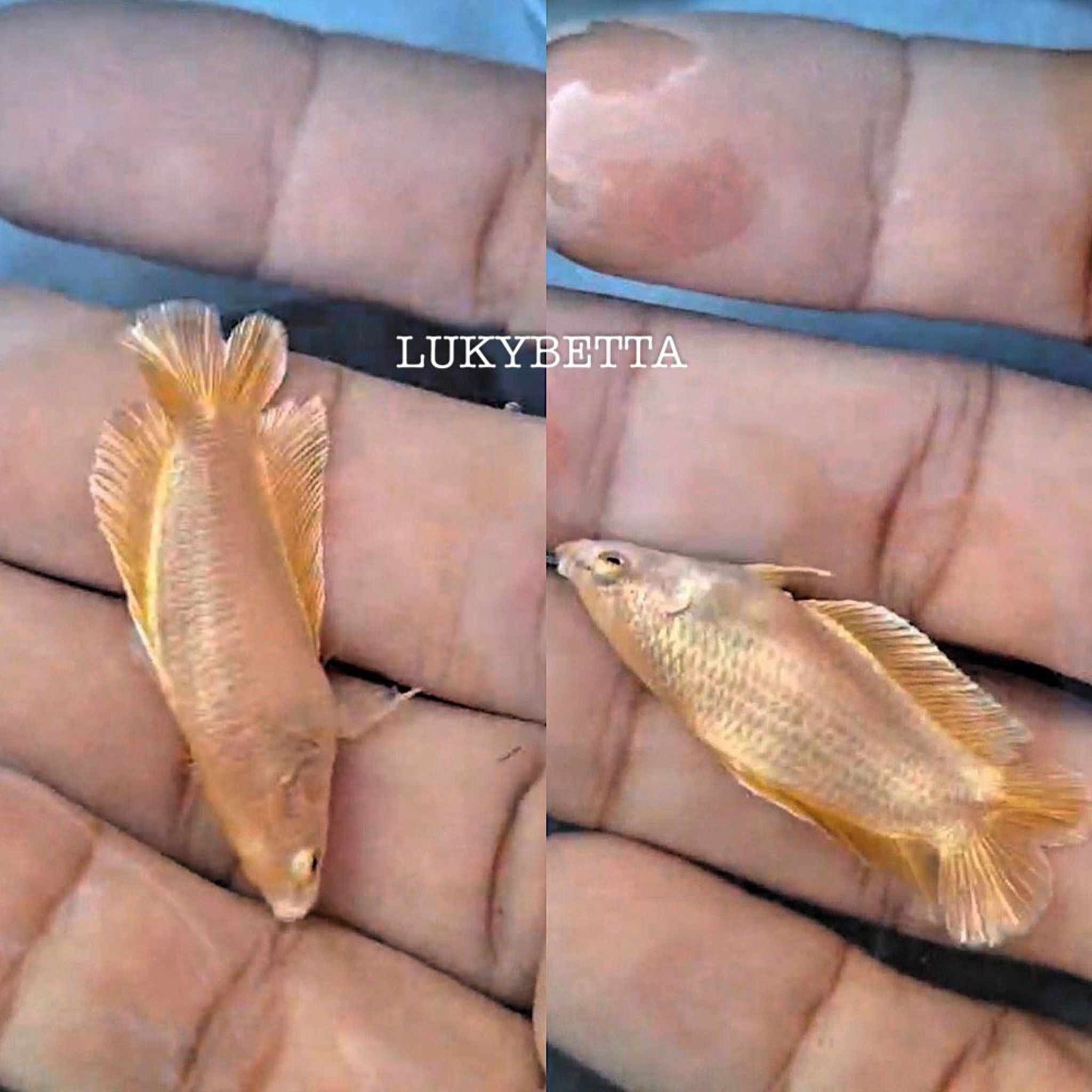 🌟 FEMALE GOLD24K DTPK 🌟