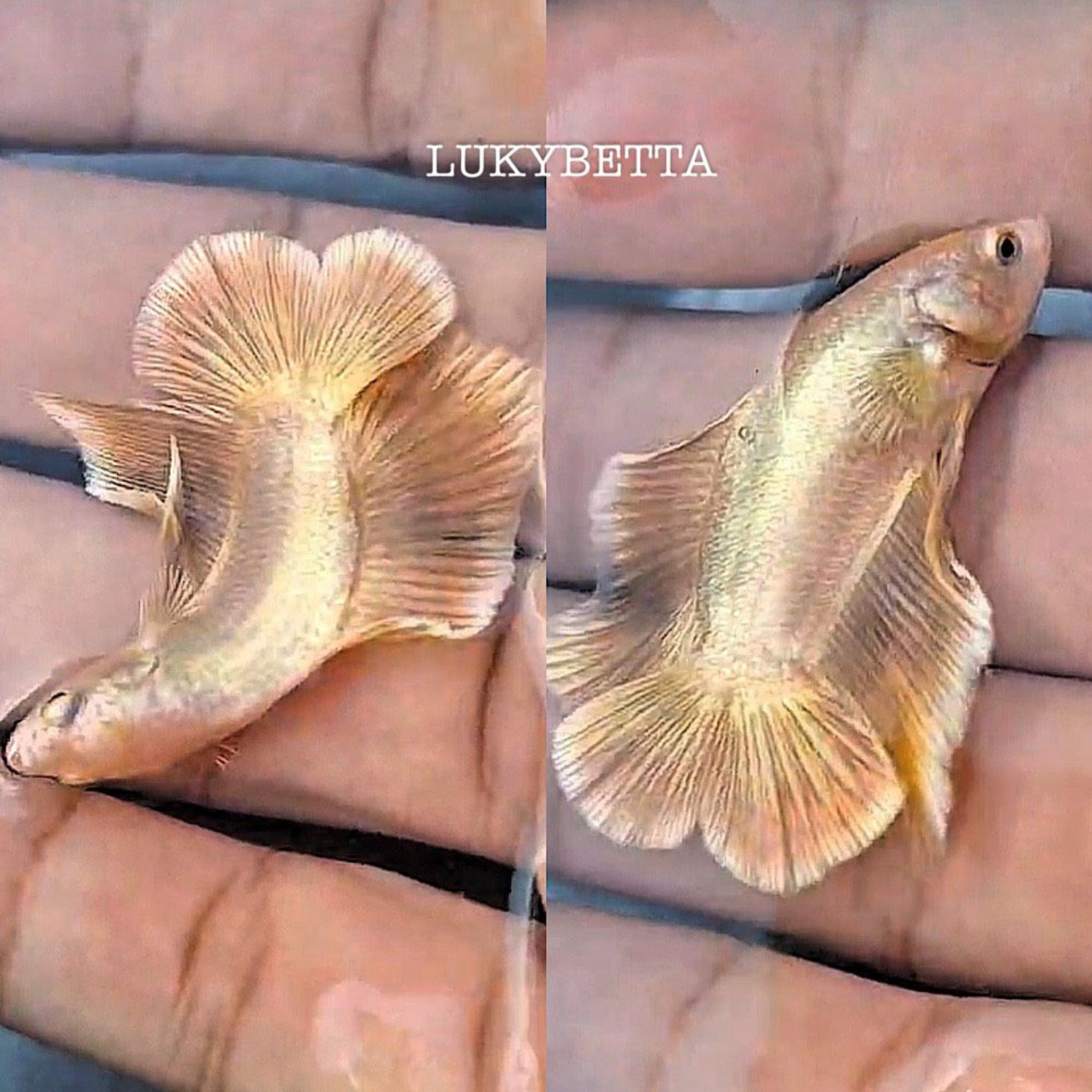 🌟 GOLD24K DTPK 🌟