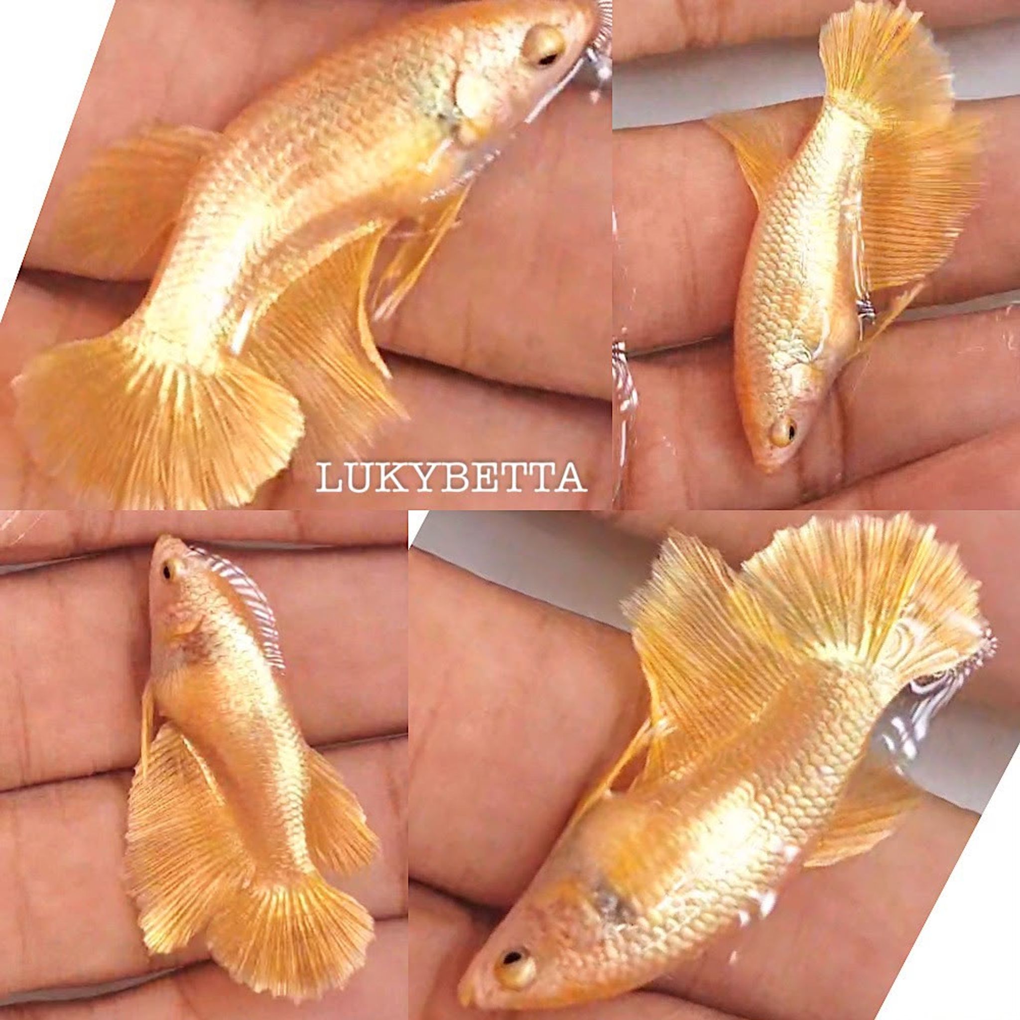 🌟 VVIP FEMALE FEATHERTAILS GOLD24K 🌟
