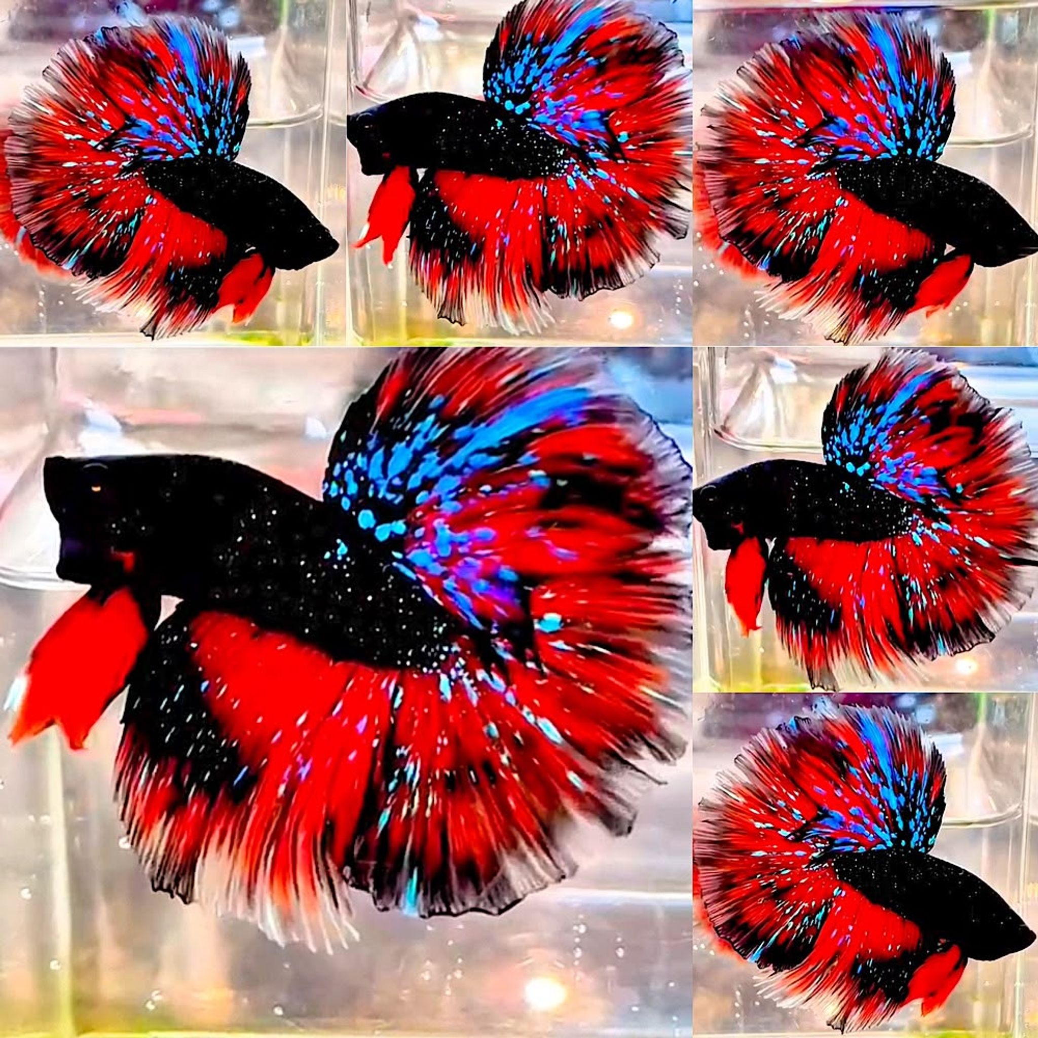 🌟 VVIP HALLFMOON AVATAR NEBULA 🌟