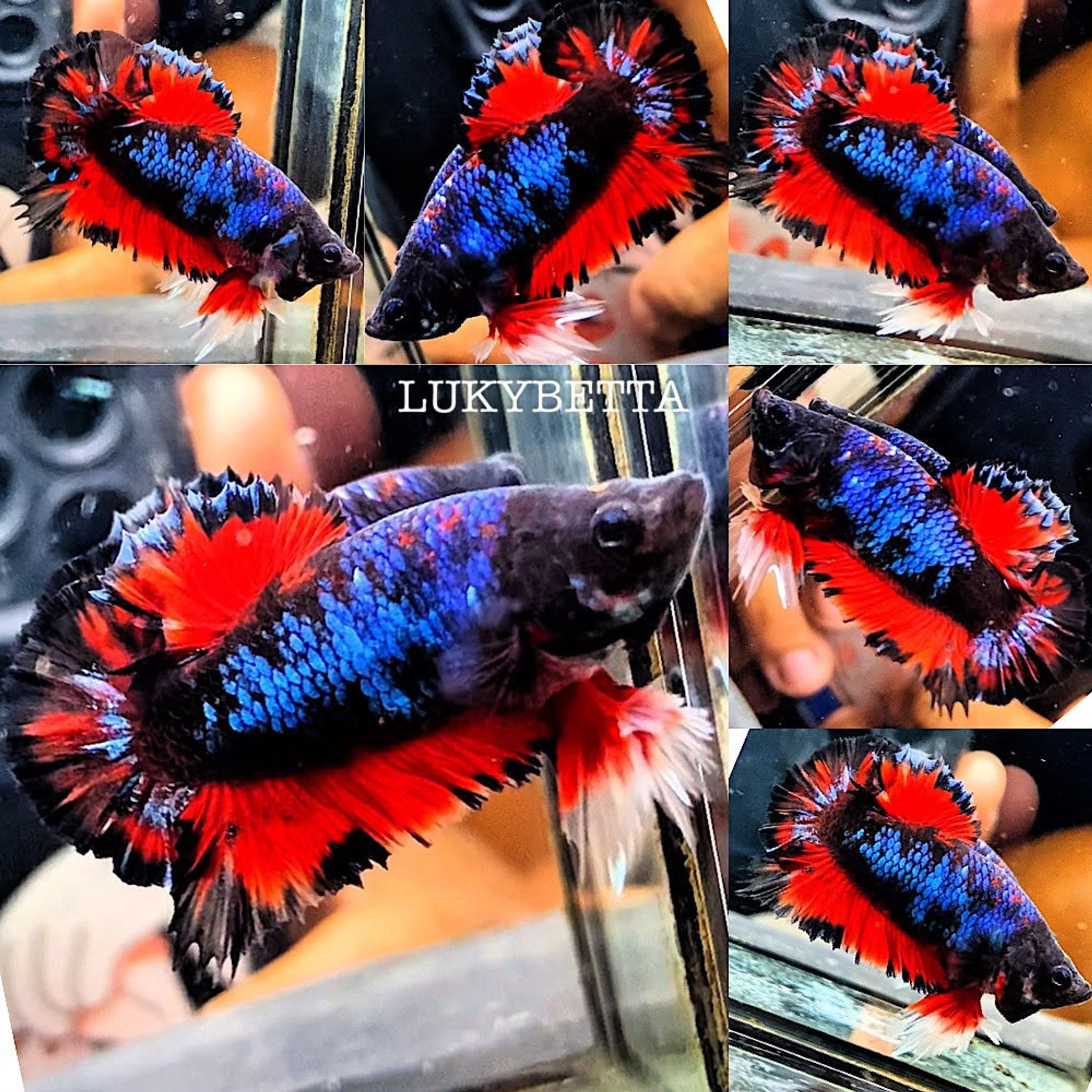 🌟 VVIP PK KING ROSETAILS AVATAR 🌟