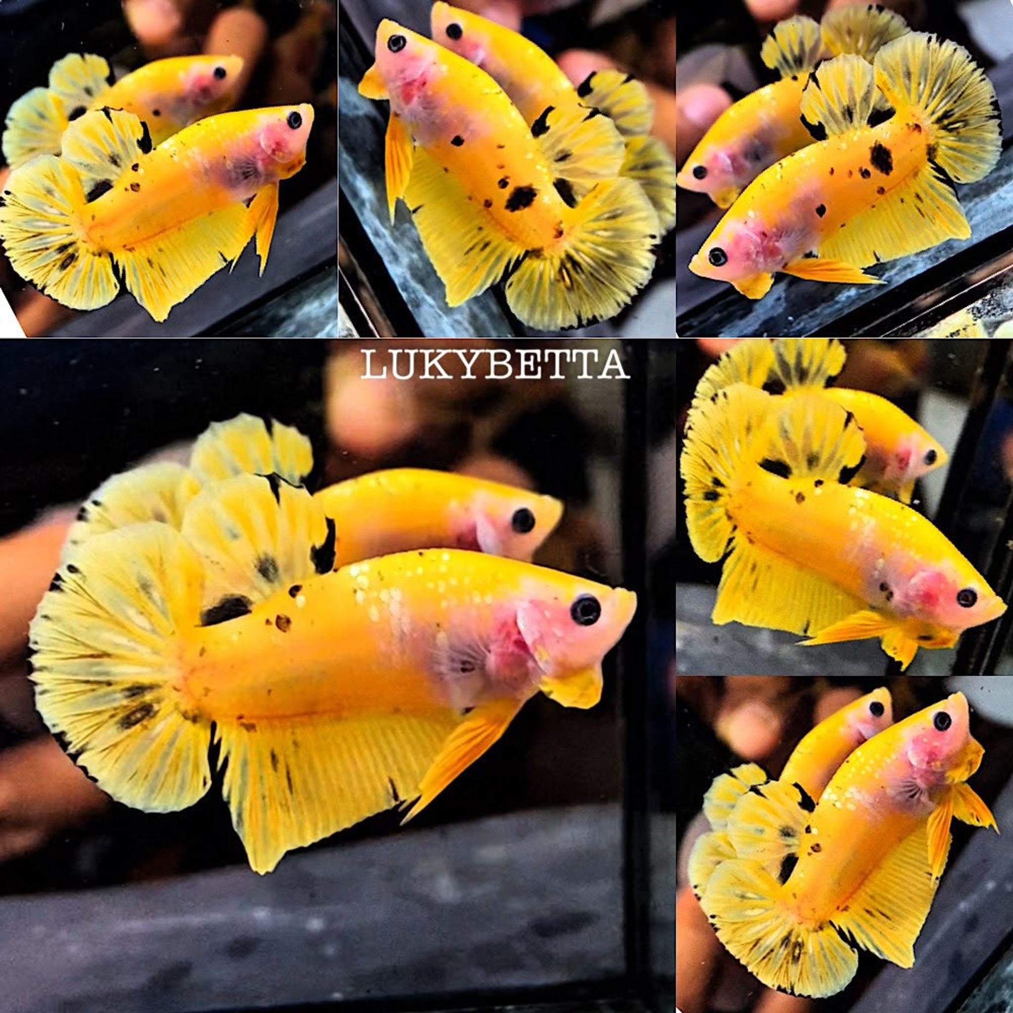 🌟 YELLOW GUARDIAN🌟