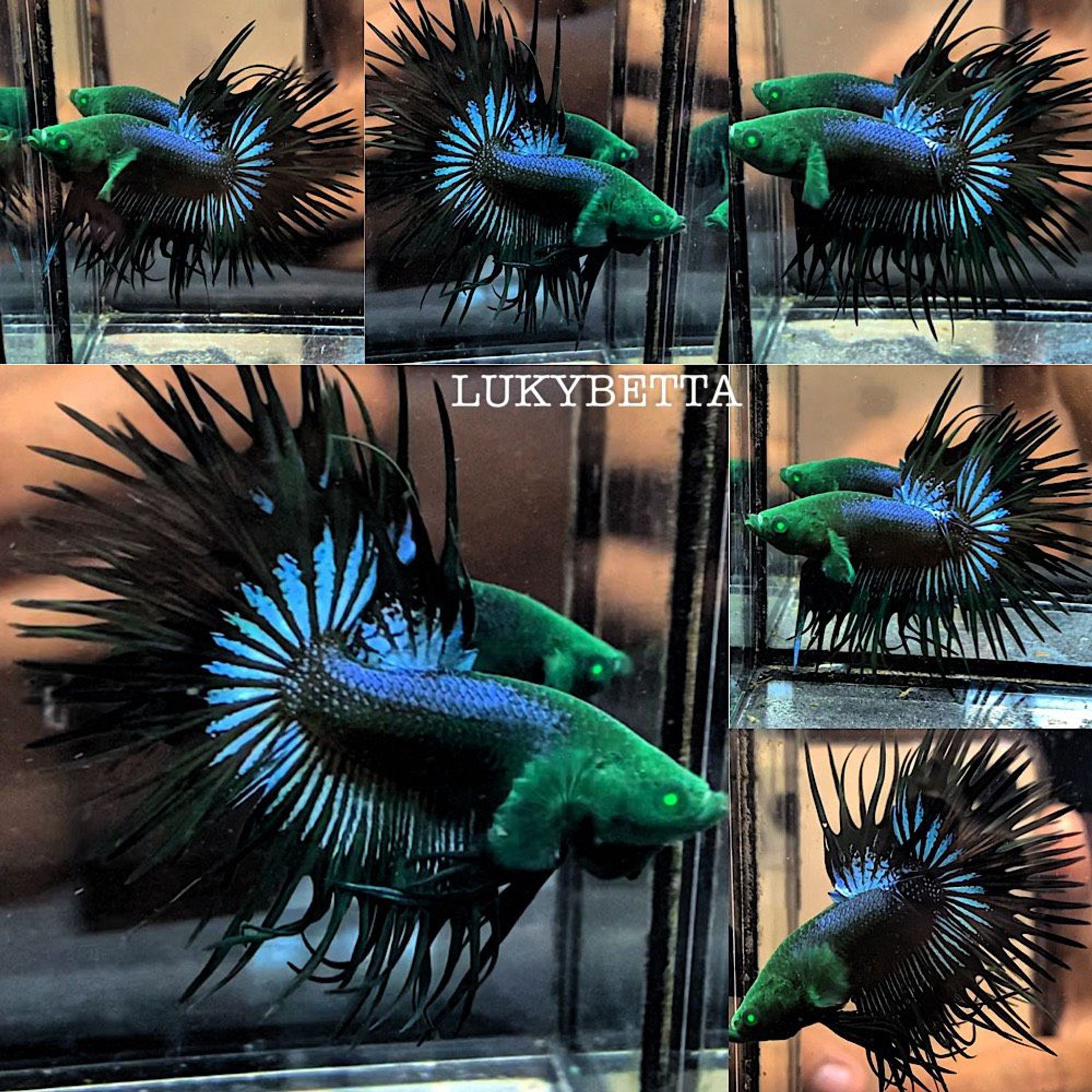 🌟CROWNTAILS🌟