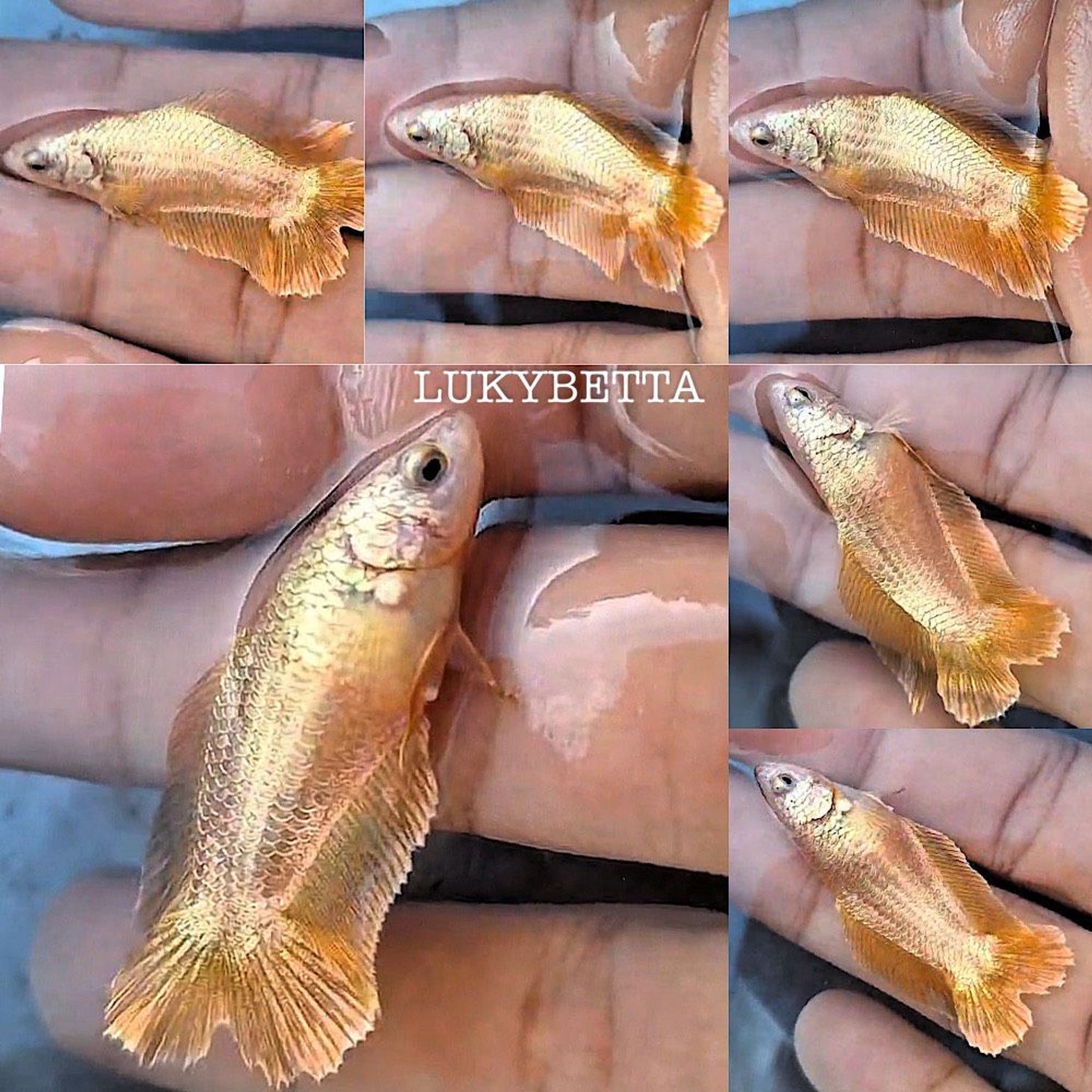 🌟FEMALE DTPK GOLD24K🌟