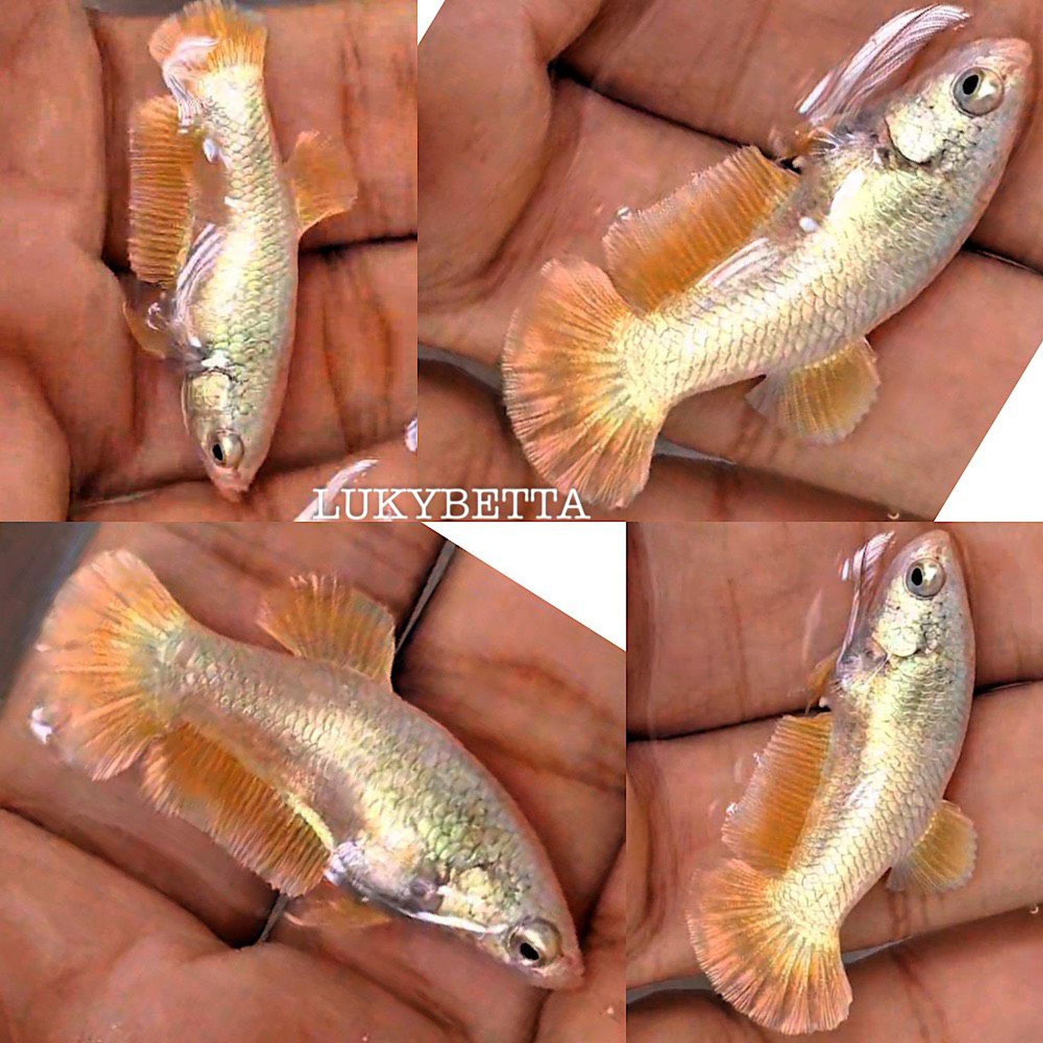 🌟FEMALE GOLD24K HMPK🌟
