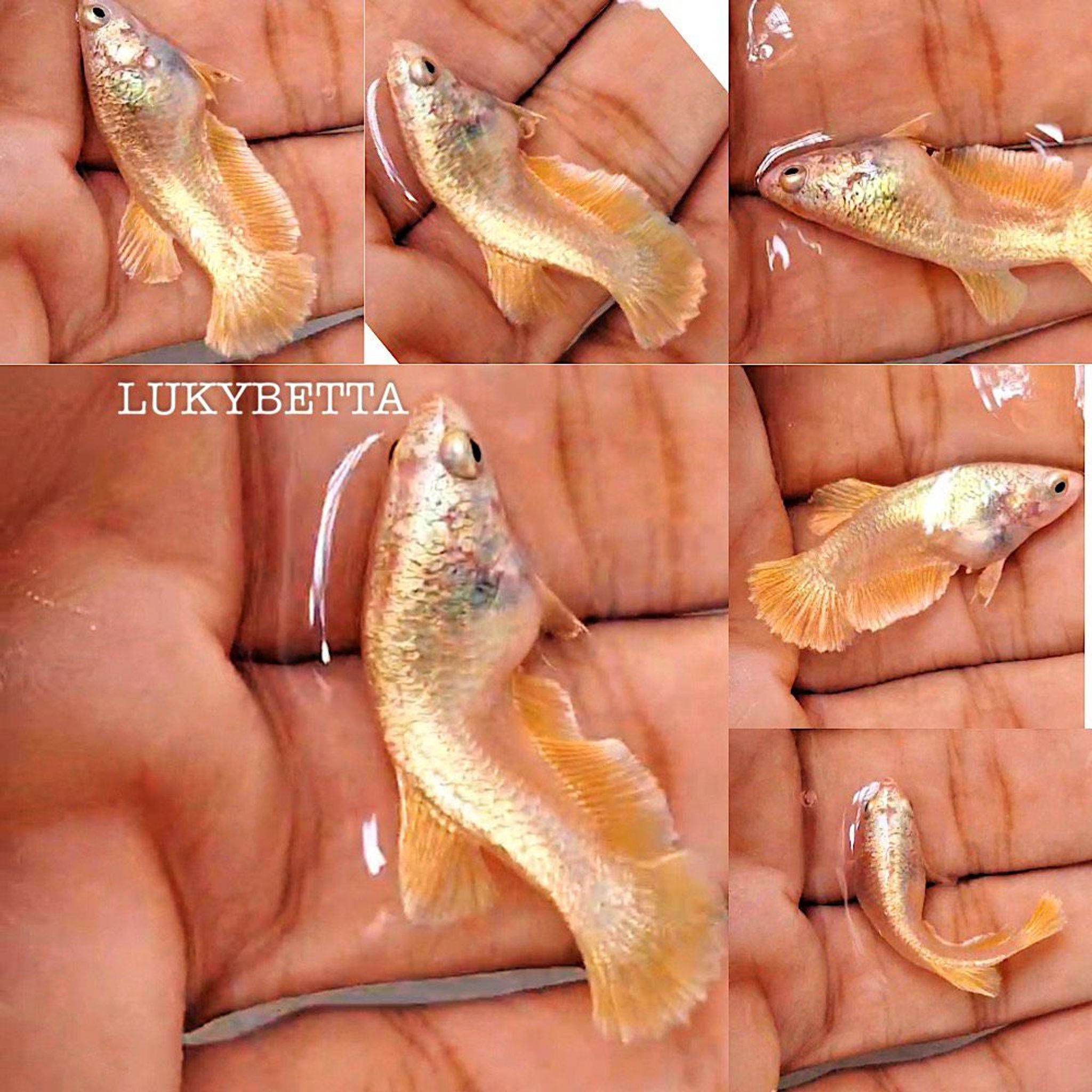 🌟FEMALE HMPK GOLD24K 🌟