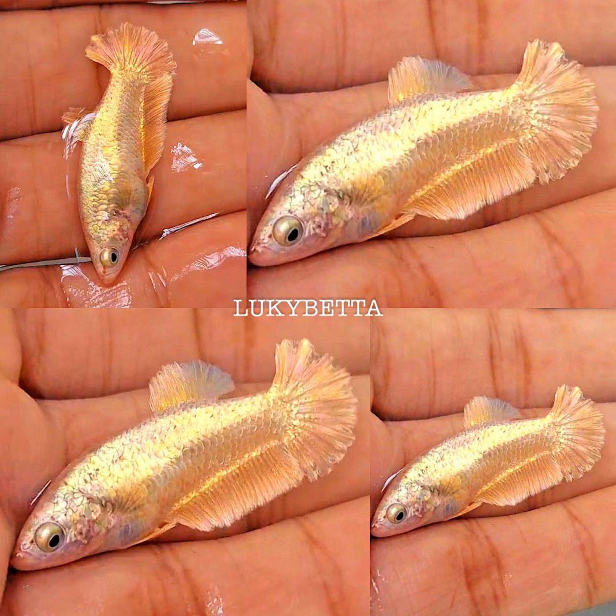 🌟FEMALE HMPK GOLD24K 🌟
