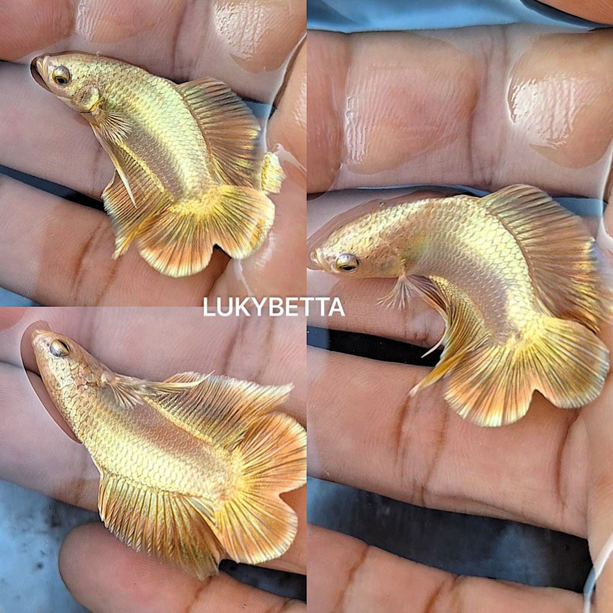🌟GOLD24K DTPK 🌟