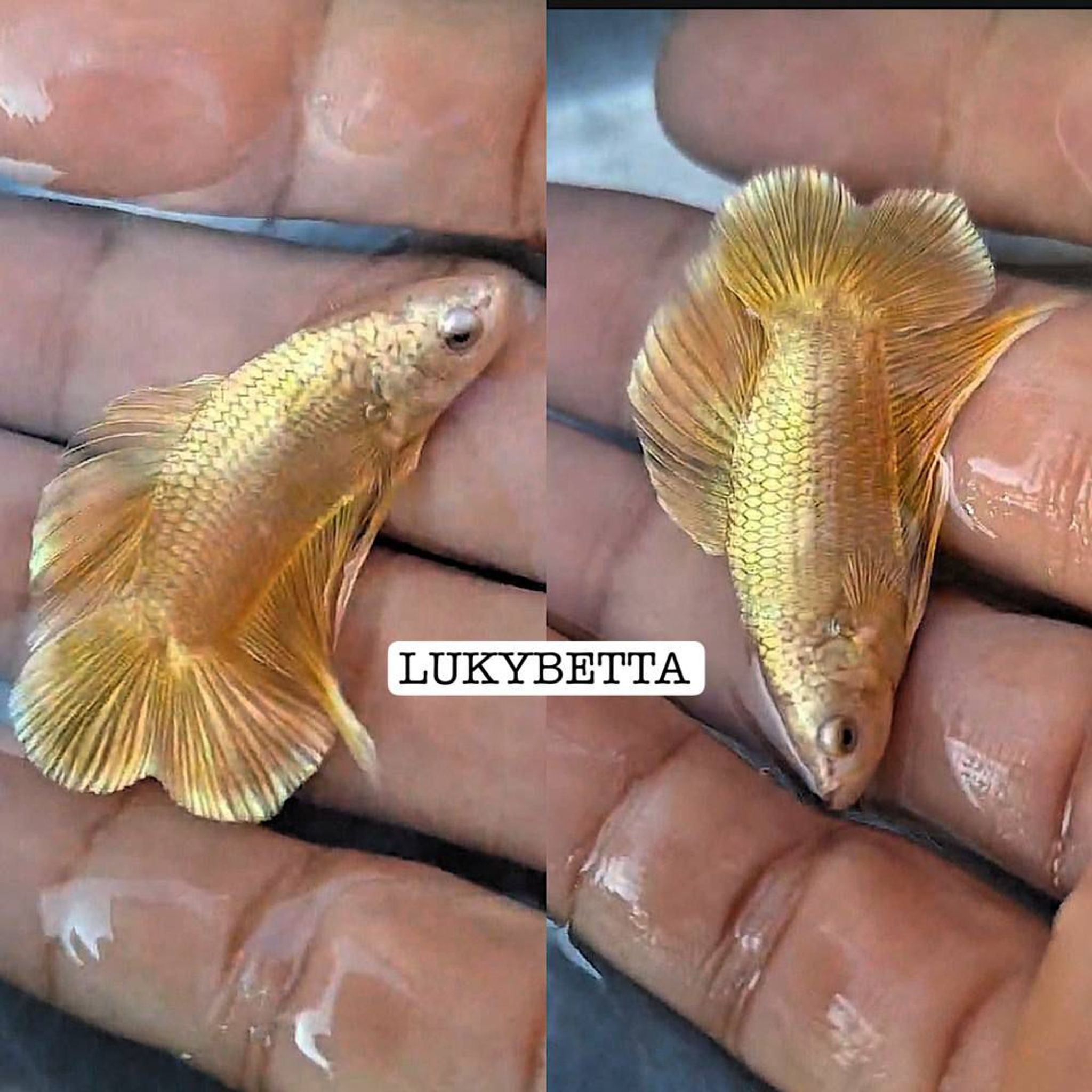 🌟GOLD24K🔥