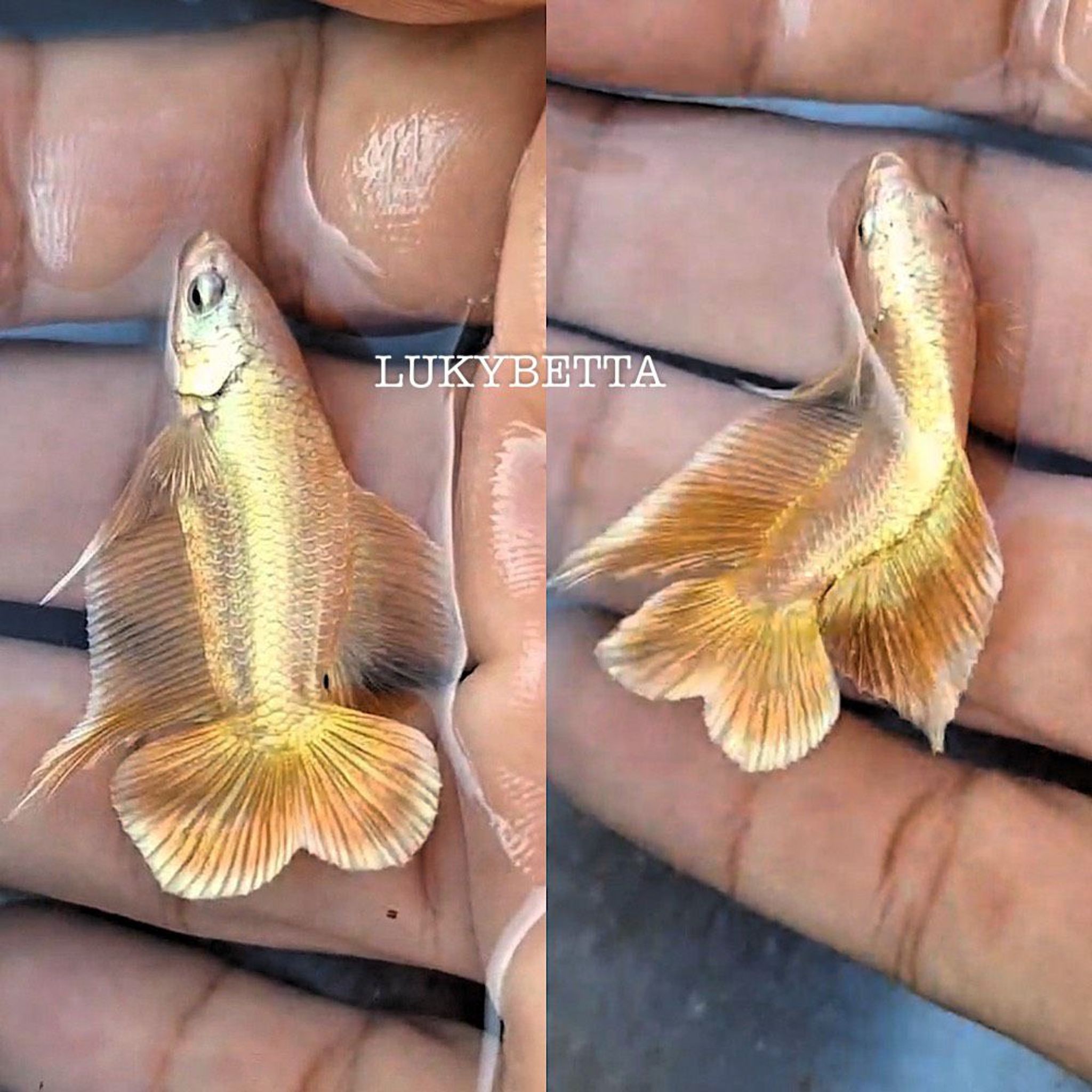 🌟Gold24k DTPK🌟