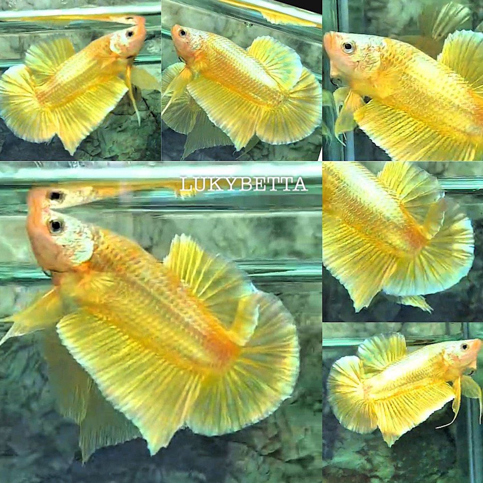 🌟HMPK GOLD24K 🌟