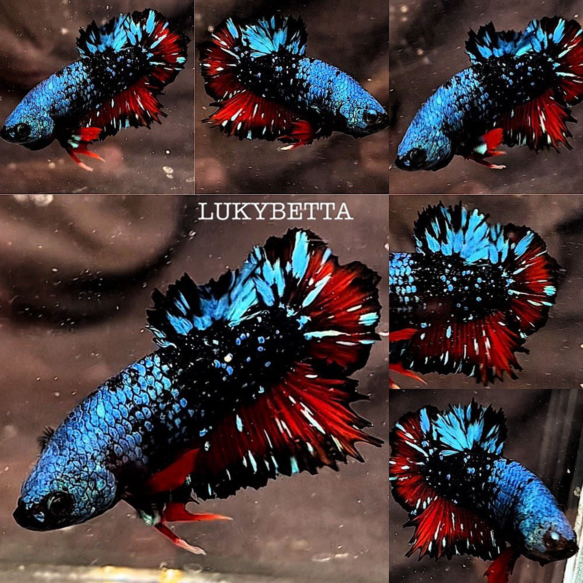 🌟PK NEBULA VVIP 🌟