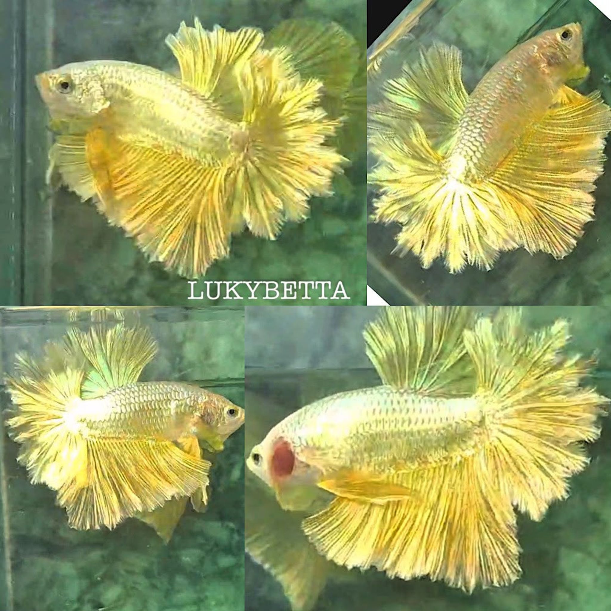 🌟VVIP FEATHERTAILS GOLD24K 🌟