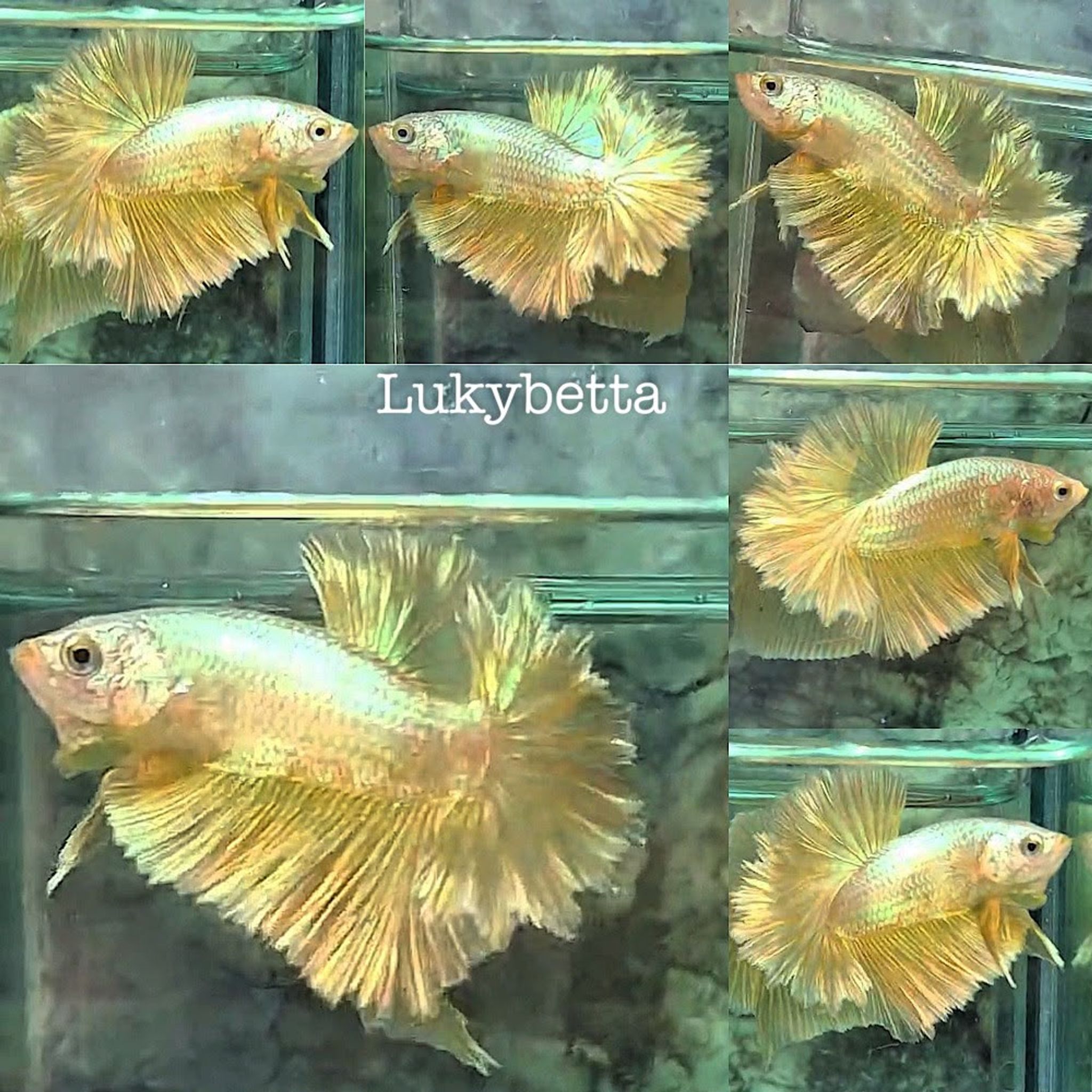 🌟VVIP FEATHERTAILS GOLD24K🌟
