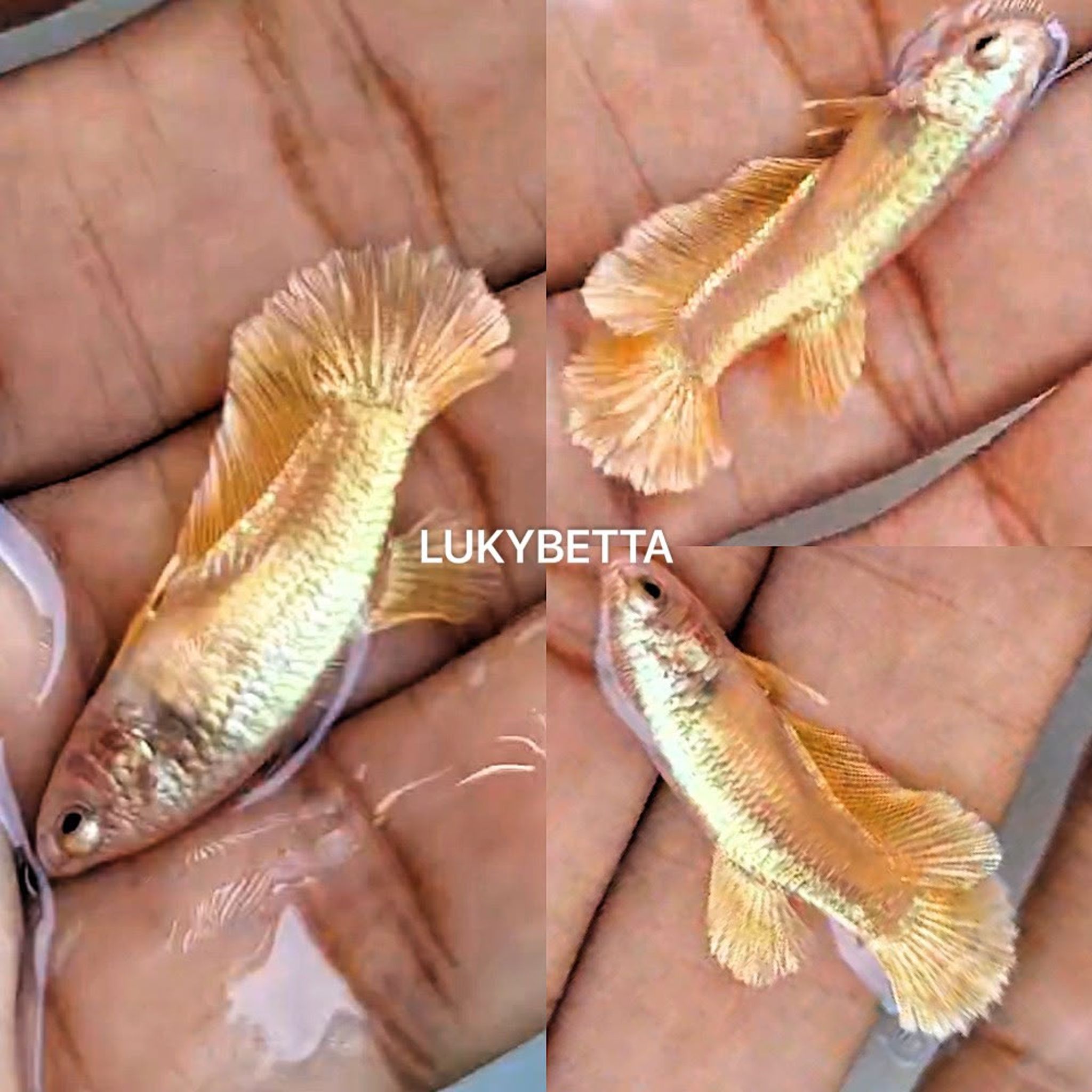 🌟VVIP FEMALE FEATHERTAILS HALLFMOON GOLD24K 🌟