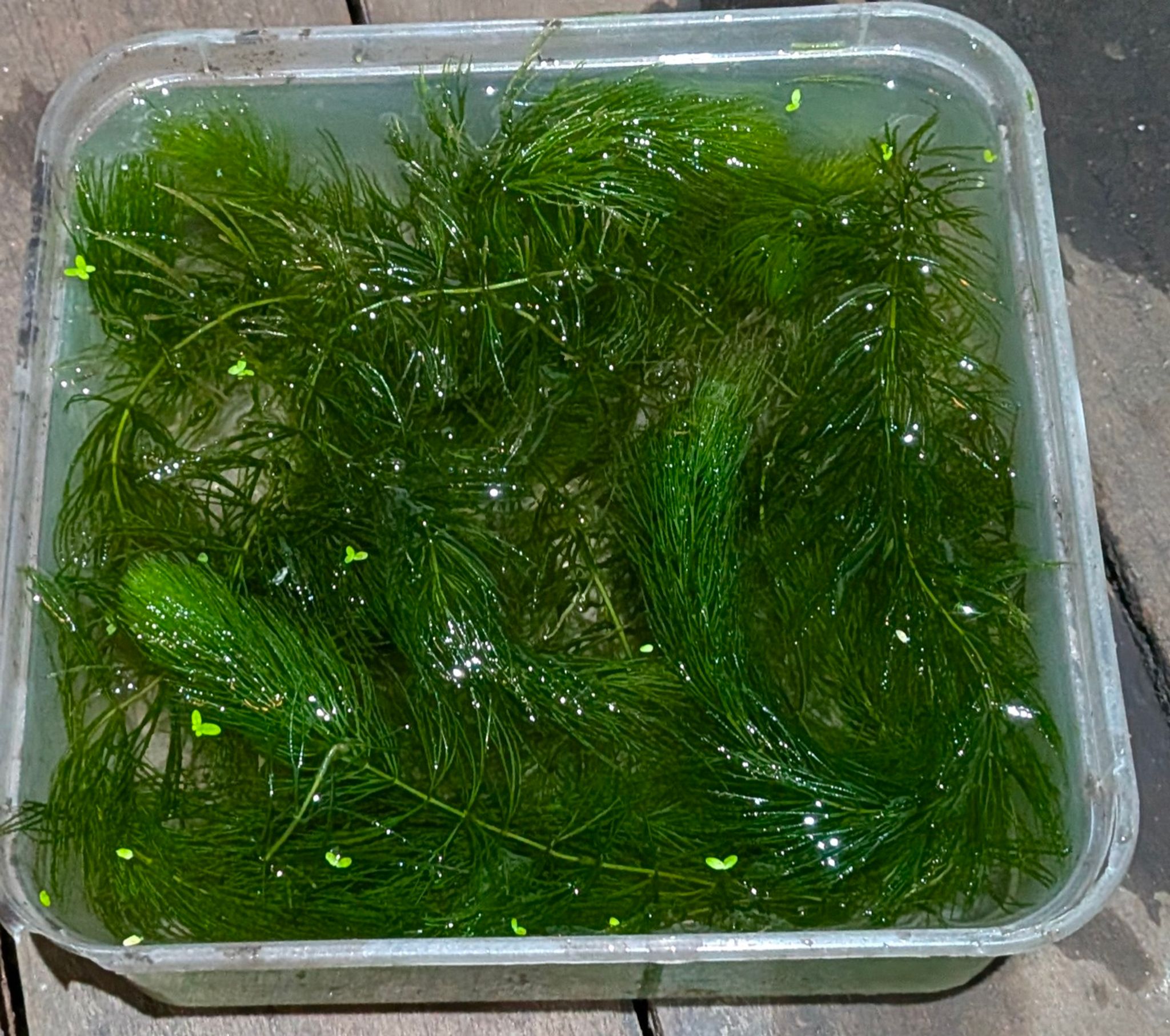 🌿 Fresh Hornwort (Fast-Growing Aquatic Plant) – Perfect for Shrimp, Fry & Algae Control!