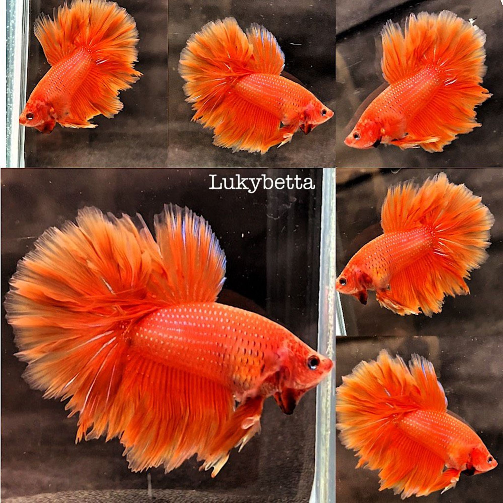 🍊SUPER ROSETAILS ORANGE🍊