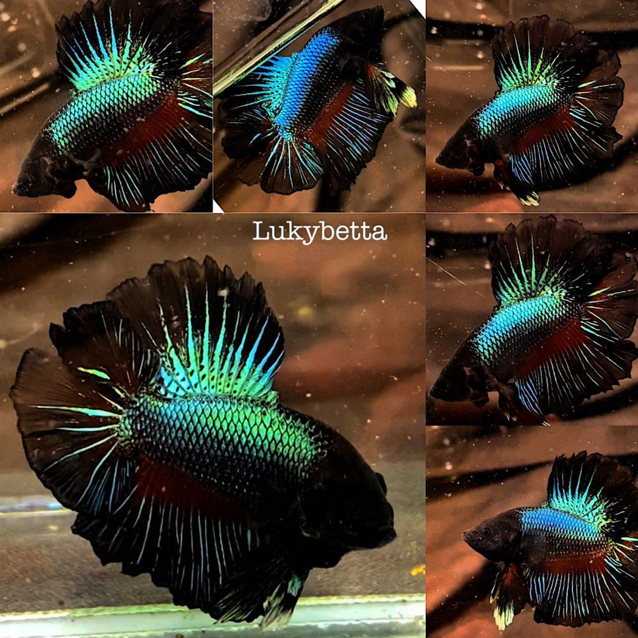 🏆KING FEATHERTAILS BLACKMEET 🏆