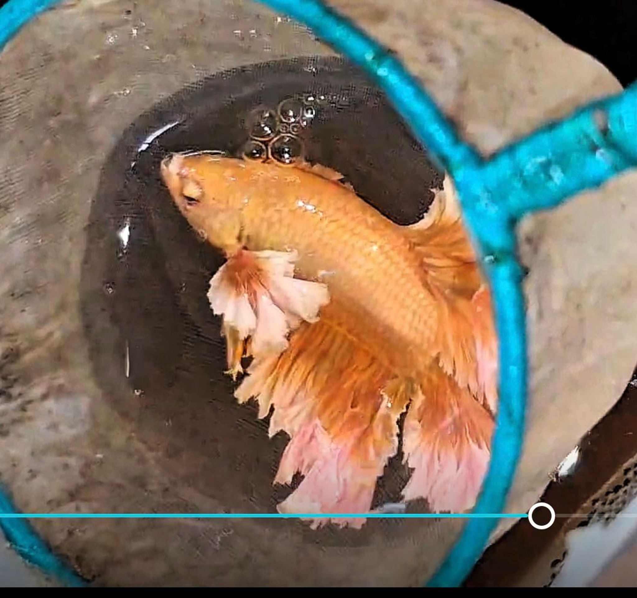 🏆KING ROSETAILS FEATHERTAIL SOFT GOLD🥇