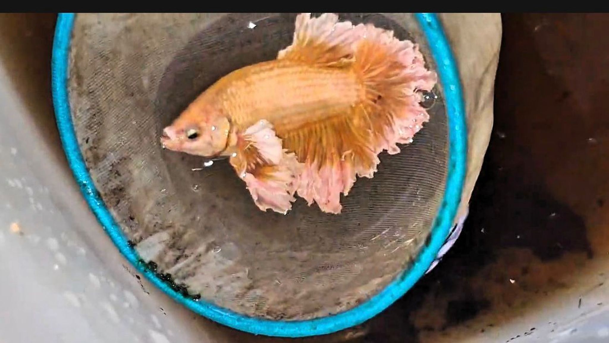 🏆KING ROSETAILS FEATHERTAIL SOFT GOLD🥇