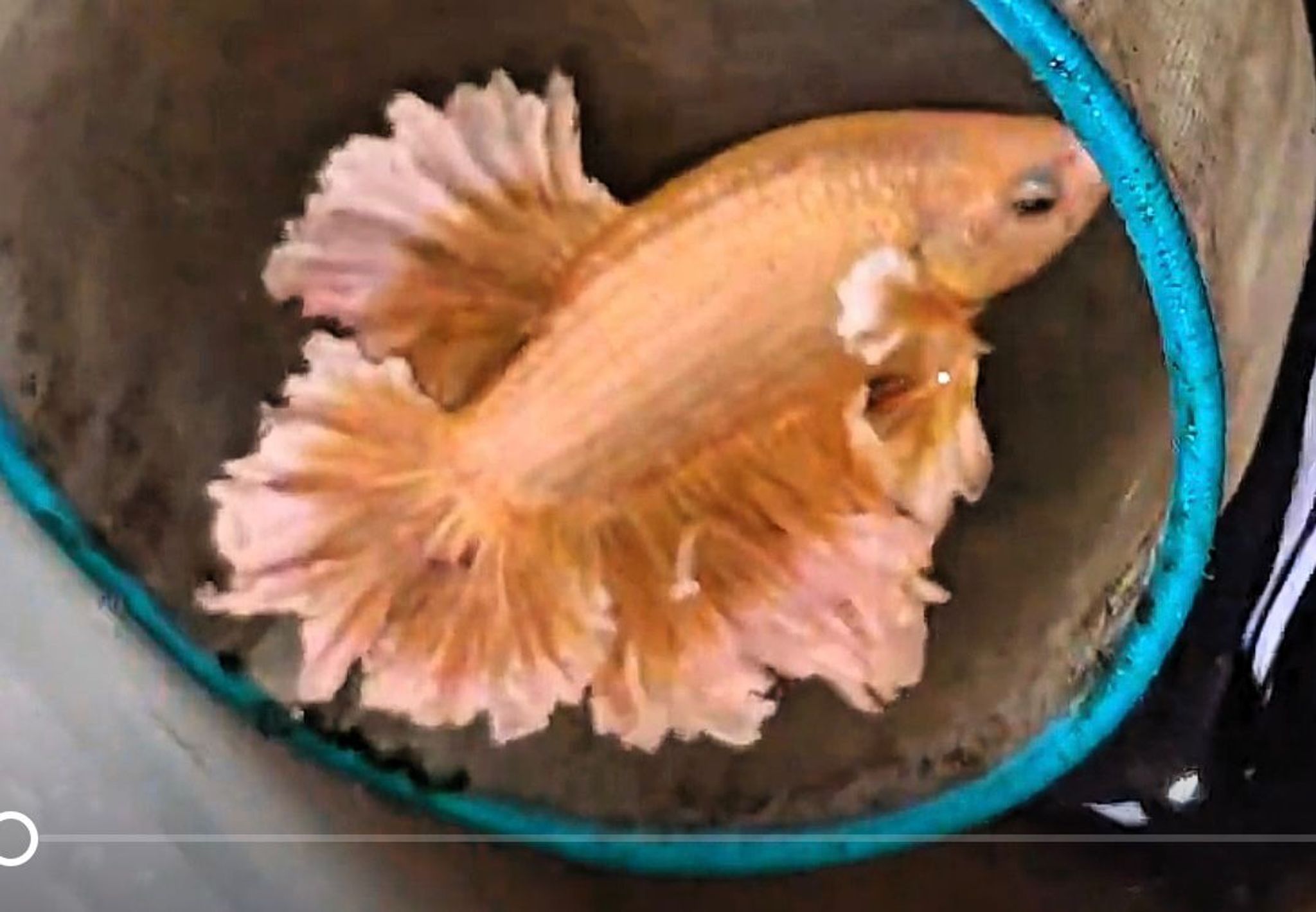 🏆KING ROSETAILS FEATHERTAIL SOFT GOLD🥇