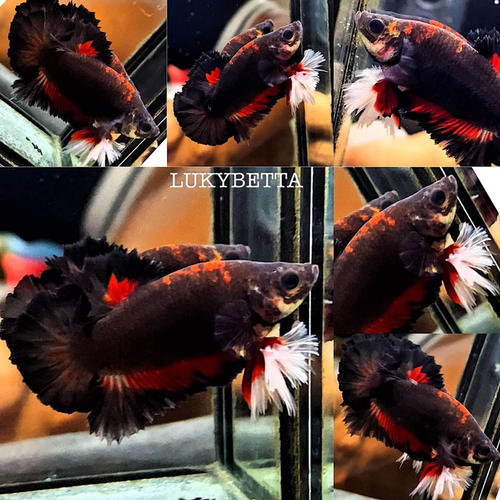 👑 VVIP PK KING ROSETAILS AVATAR 👑