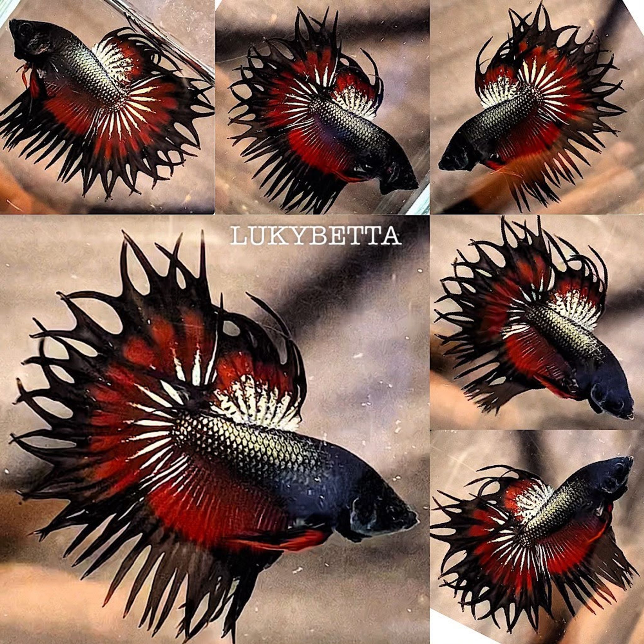 👑VVIP KING CROWNTAILS 👑