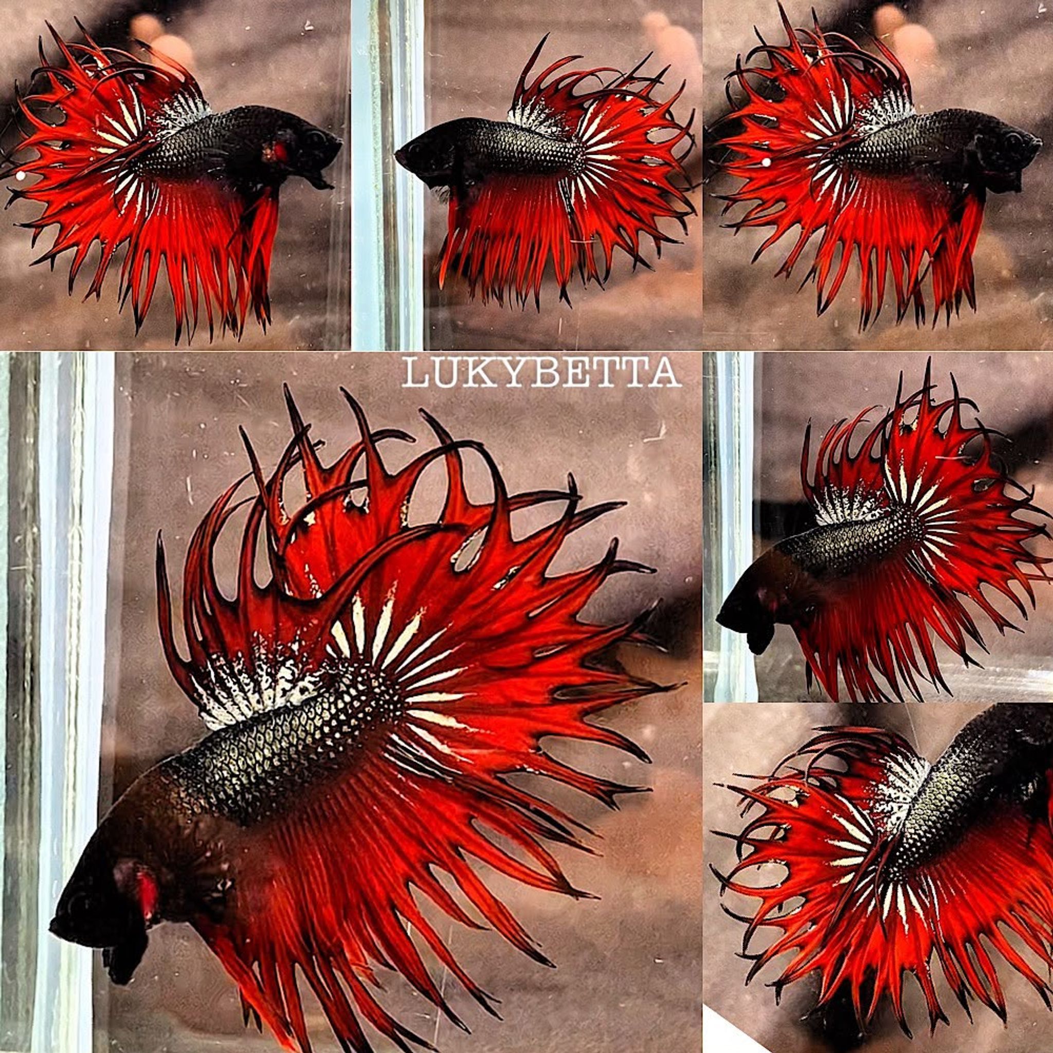 👑VVIP KING CROWNTAILS 👑